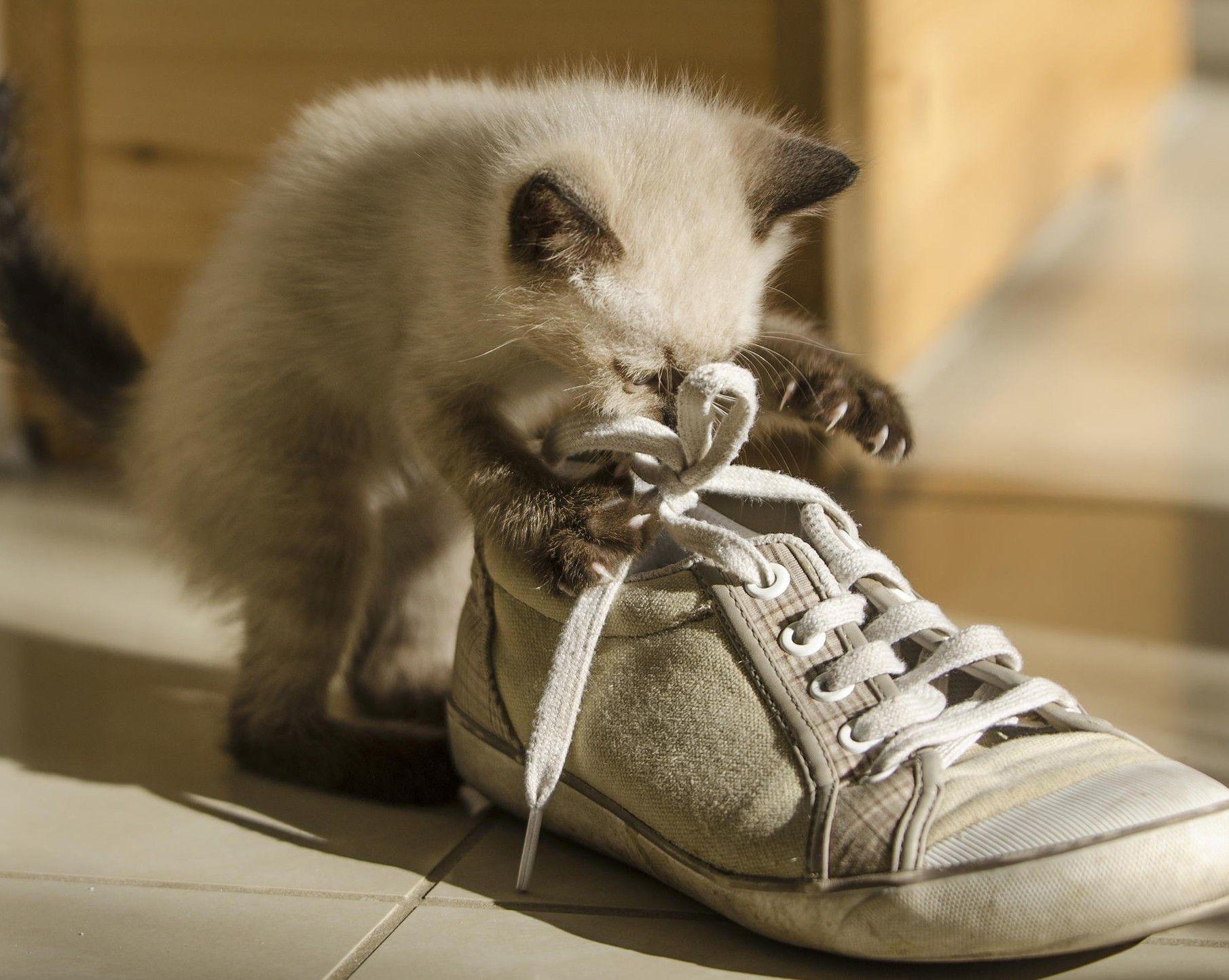 1810x1444 HD Cat Wallpaper, Kitten Image, Cute Cat Photo, Hairy