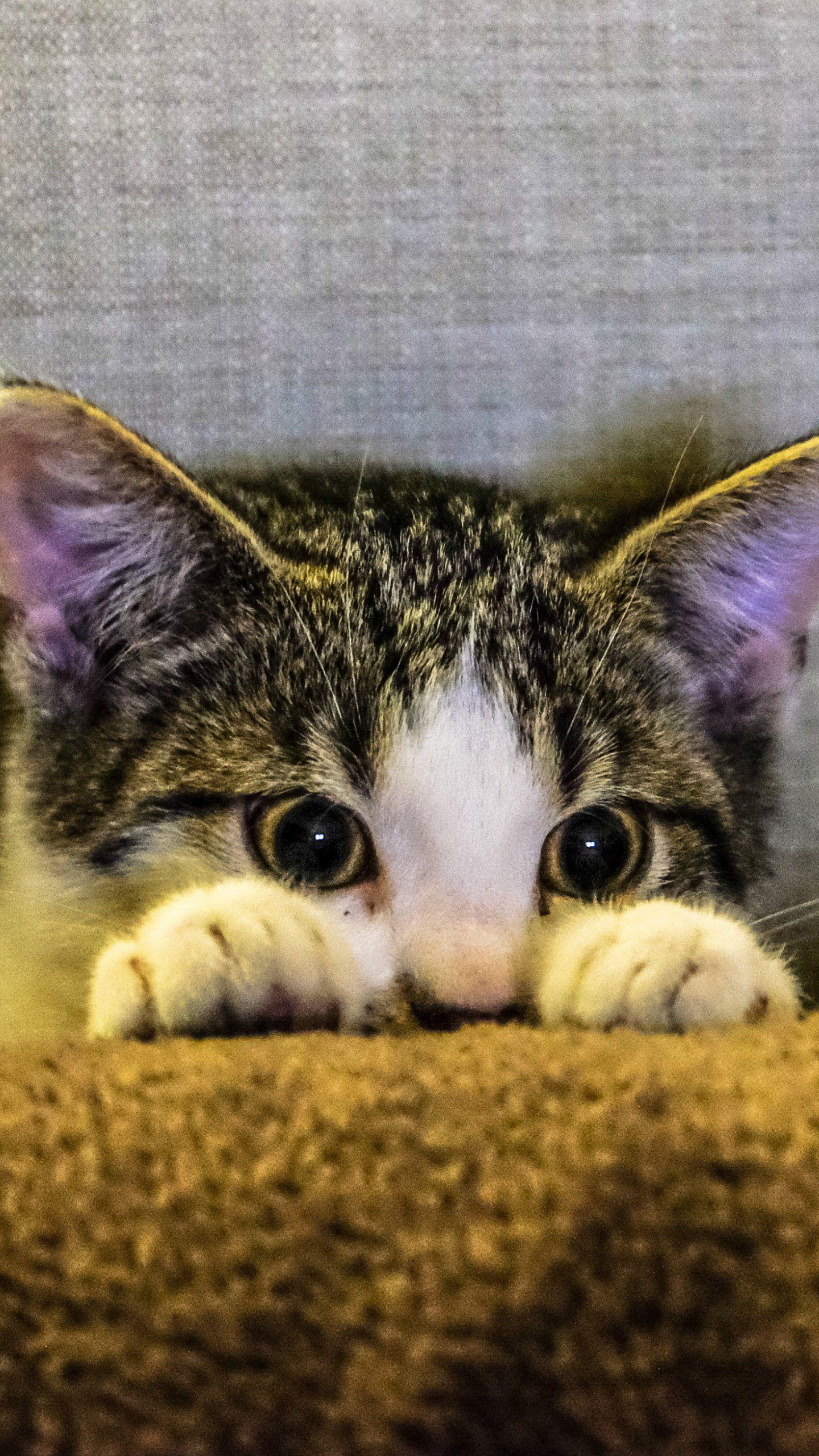 1440x2560 Kitten Peeking Wallpaper, Android & Desktop Background