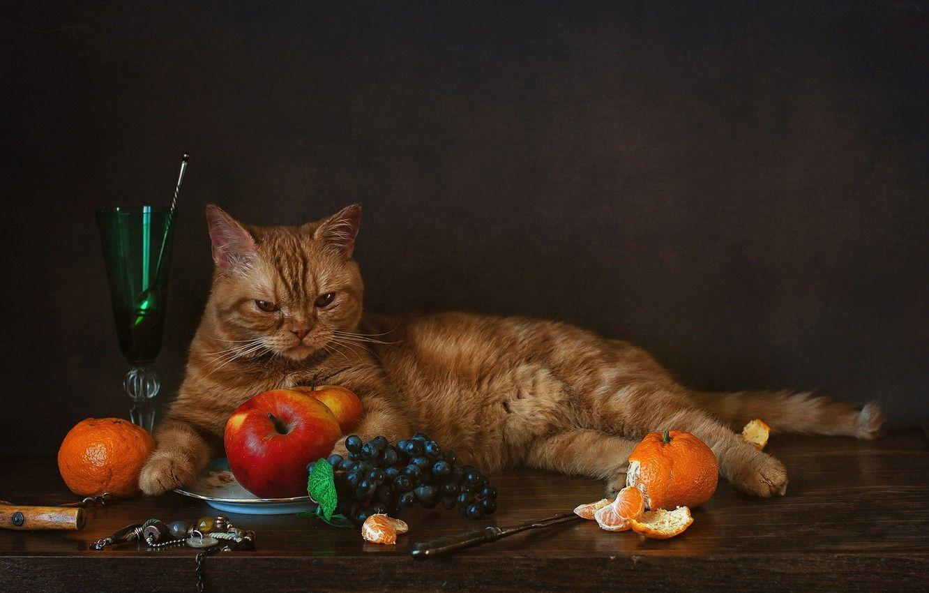 Thanksgiving Cat Desktop Wallpapers - Top Free Thanksgiving Cat Desktop Backgrounds