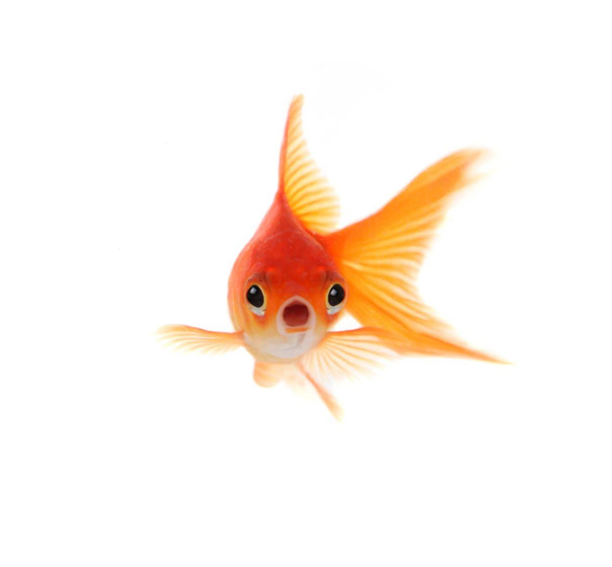 1210x1120 Goldfish wallpaper, Humor, HQ Goldfish pictureK