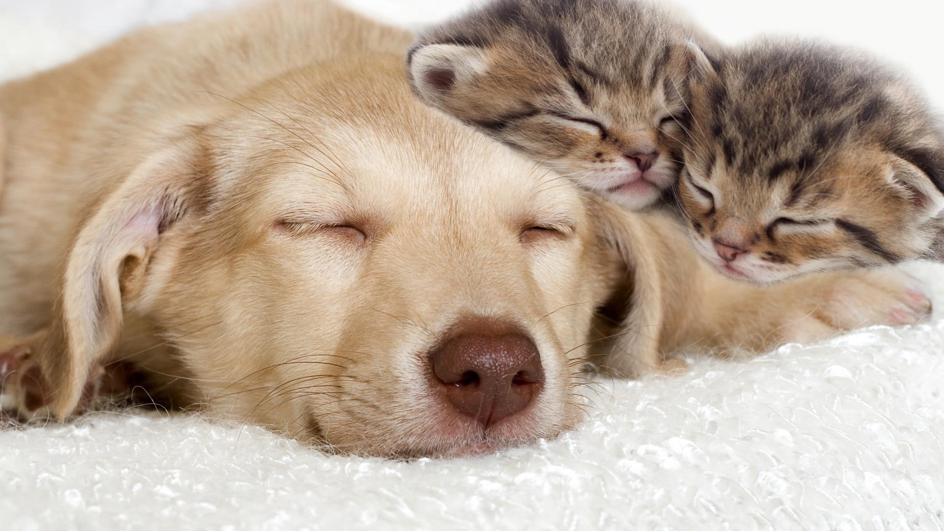 Cat And Dog Desktop Wallpapers - Top Free Cat And Dog Desktop ...