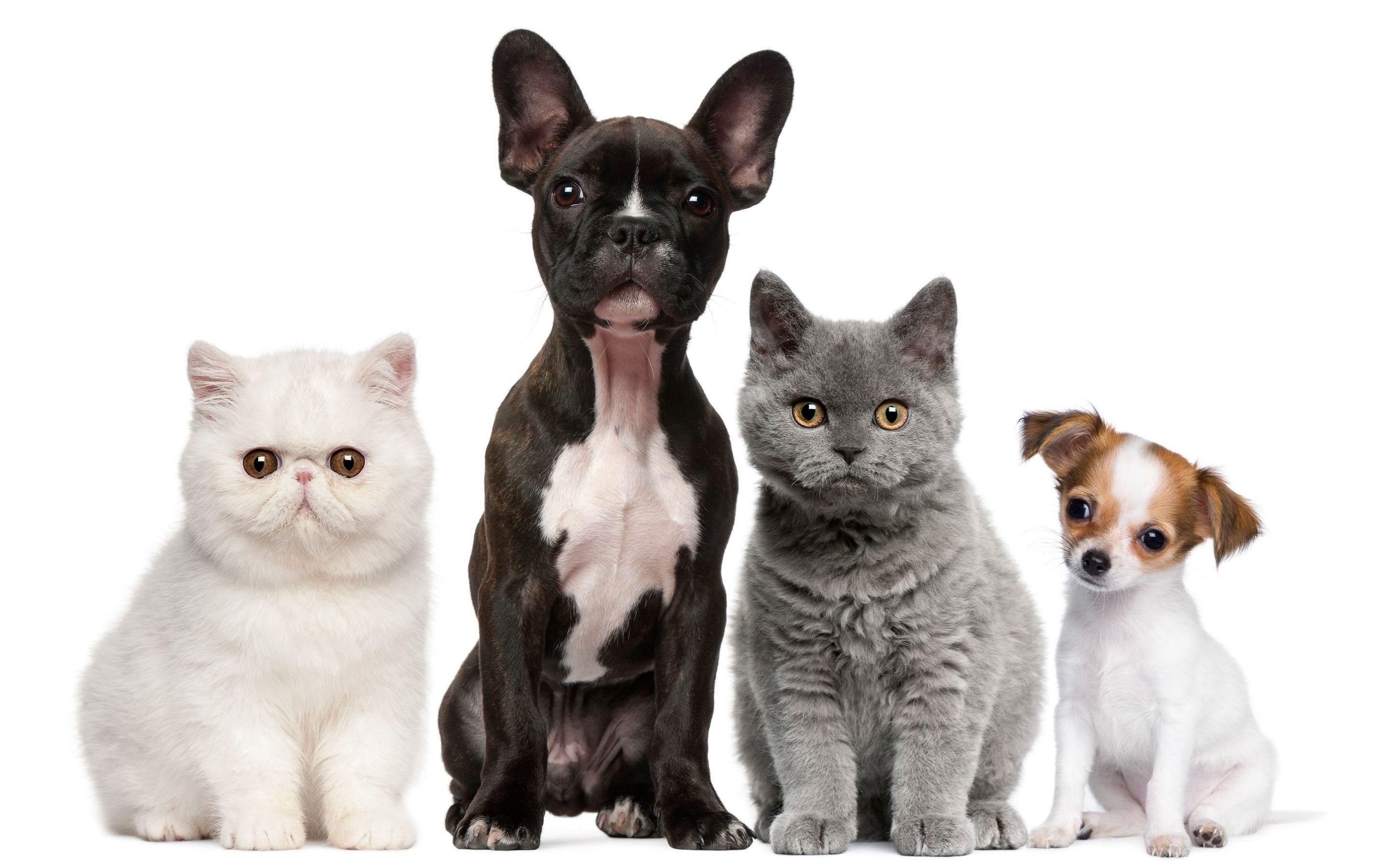 2880x1800 Dog and Cat Wallpaper background picture