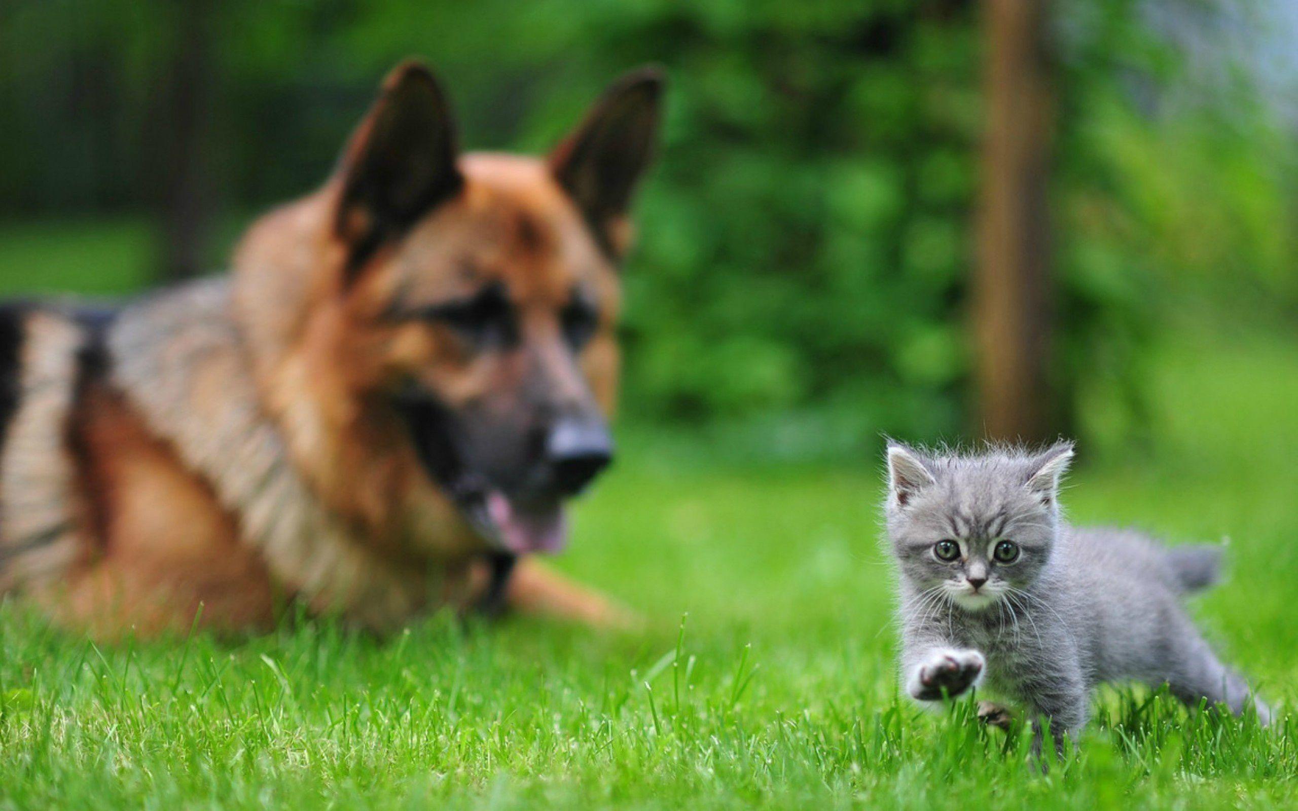 2560x1600 Cat & Dog Wallpaper Background