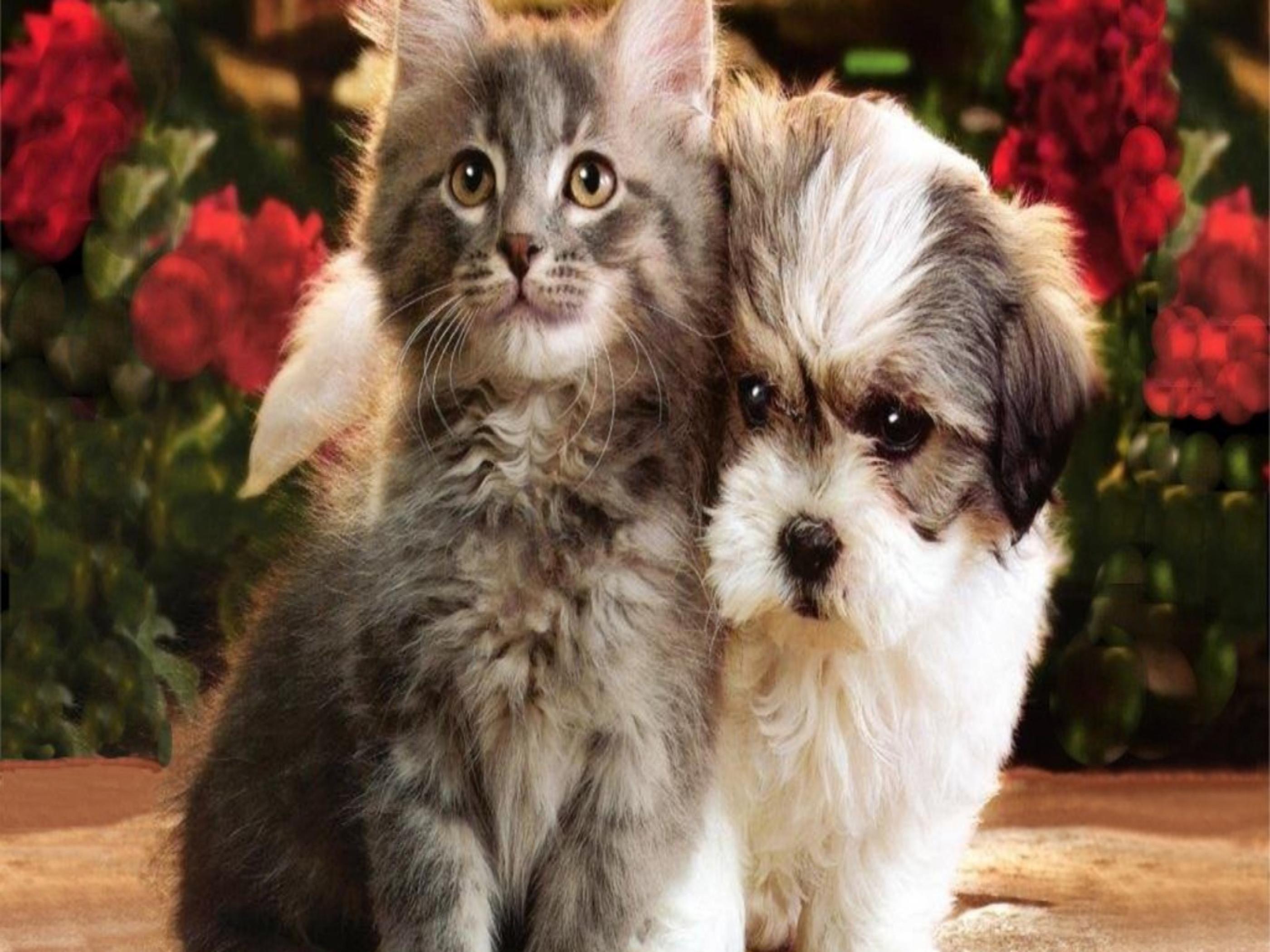 Cat and Dog Desktop Wallpapers - Top Free Cat and Dog Desktop ...