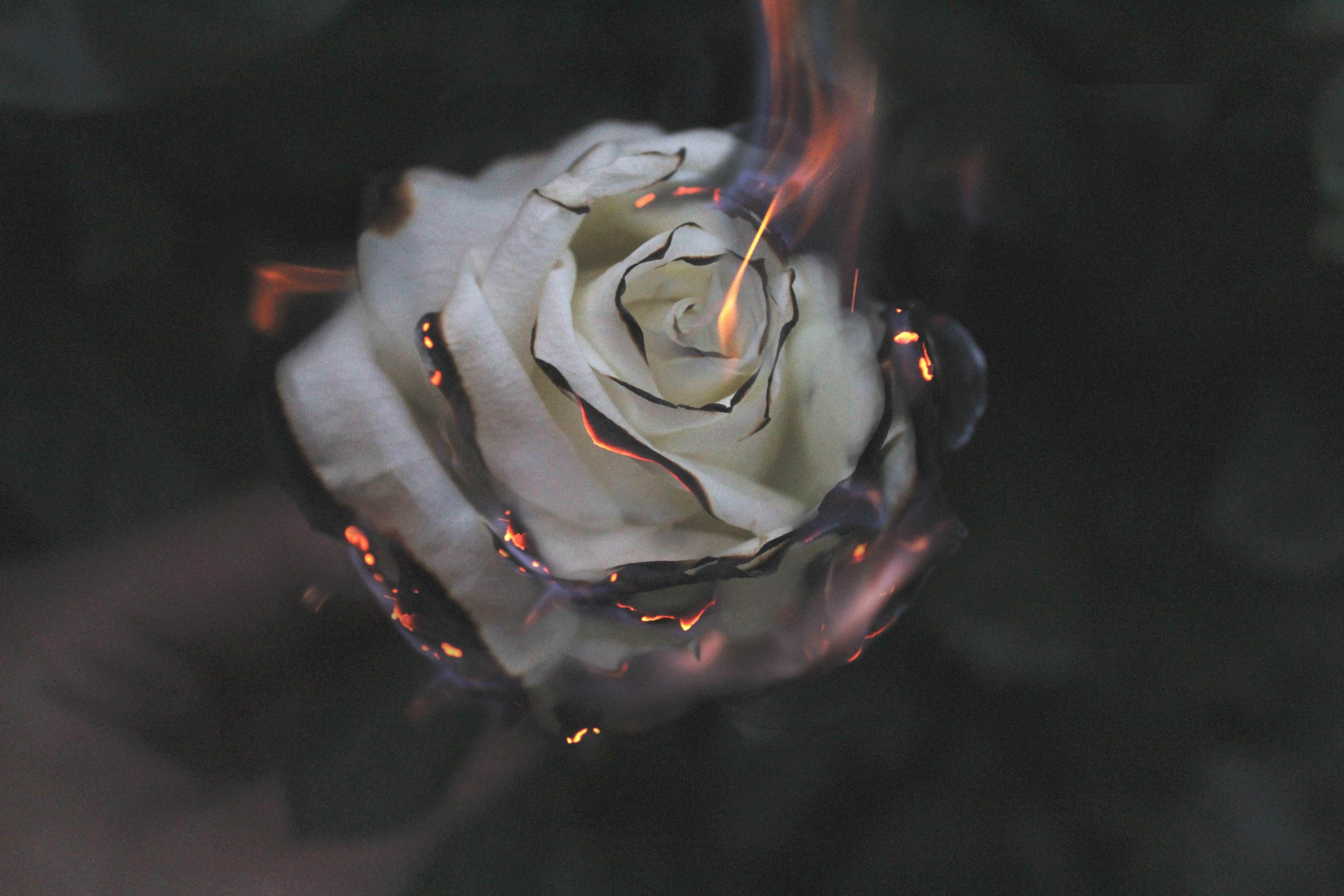 Burning Rose  iPhone Wallpapers  iPhone Wallpapers