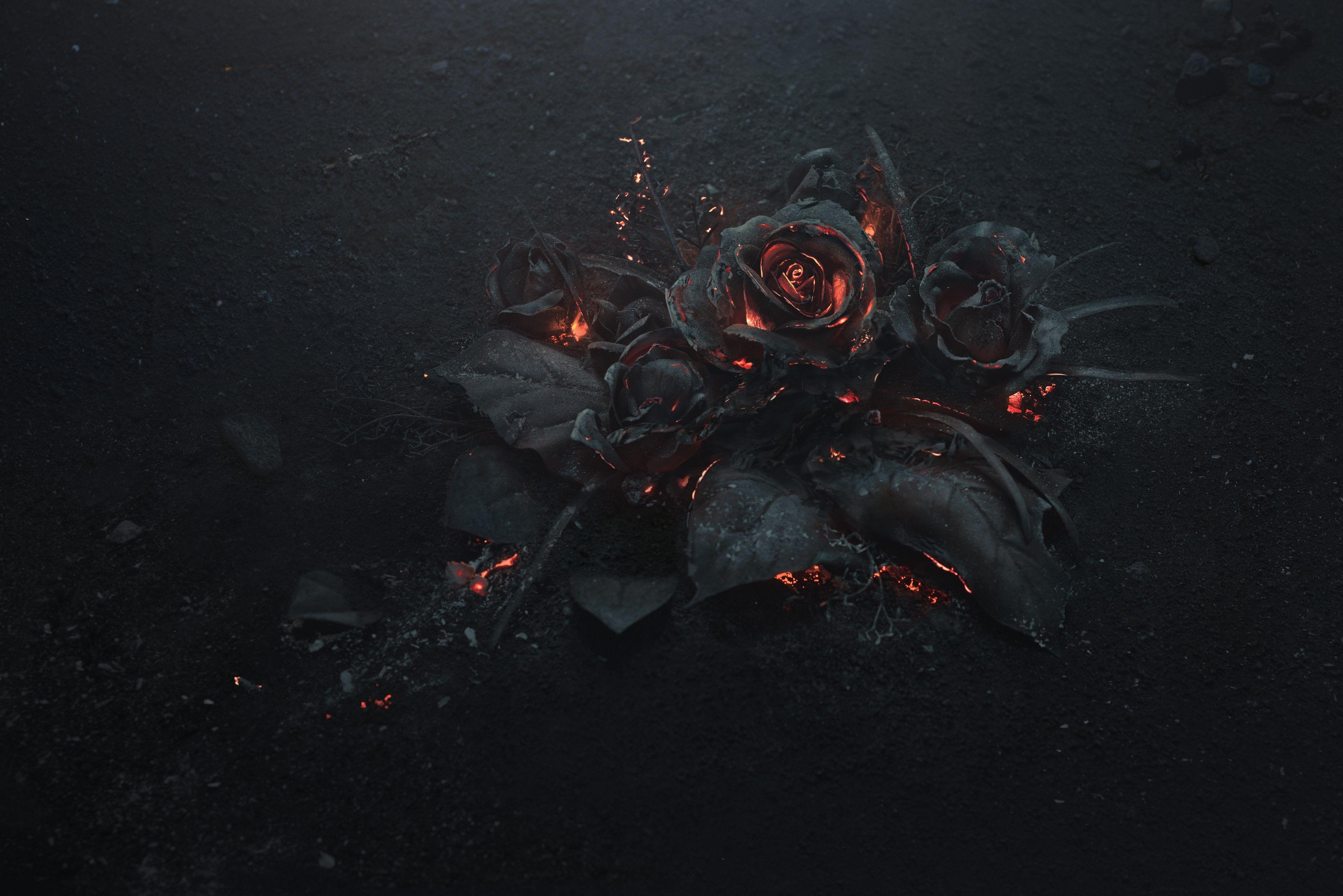 5000x3337 Burning Roses 5k, HD Flowers, 4k Wallpaper, Image
