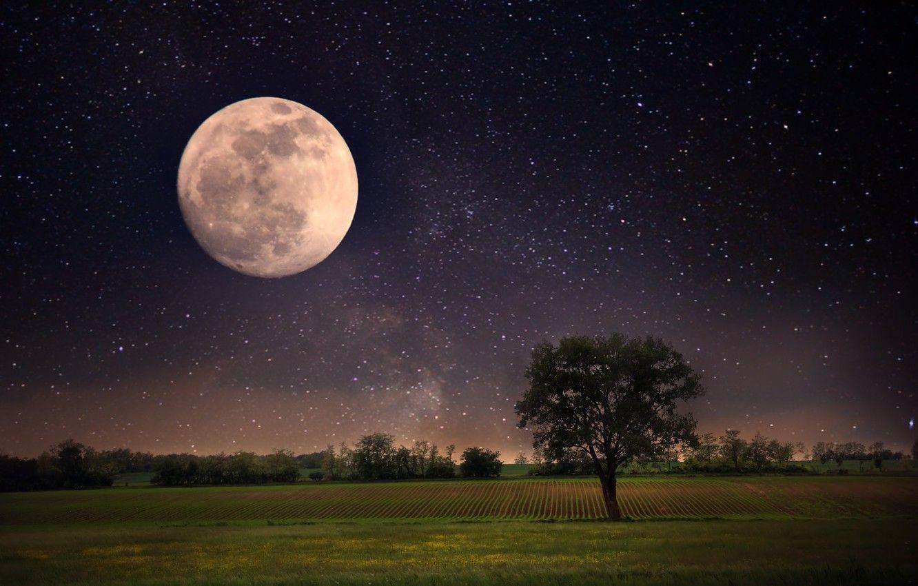 1332x850 Wallpaper the sky, stars, landscape, night, nature, the moon, moon, sky, landscape, nature, night, stars, full moon, full moon, lonely tree, beautiful scene image for desktop, section пейзажи