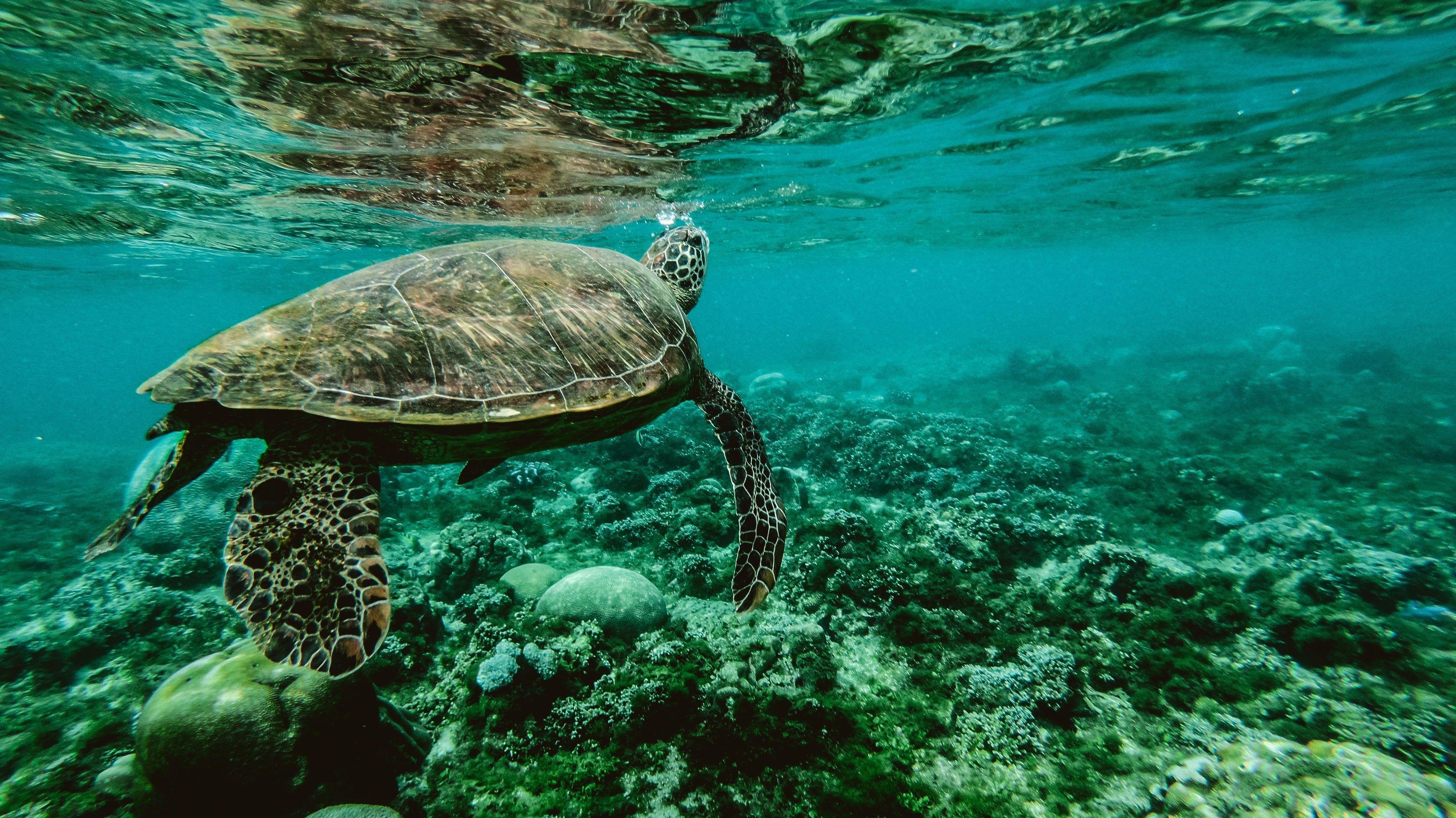 3840x2160 underwater 4K wallpaper for your desktop or mobile screen