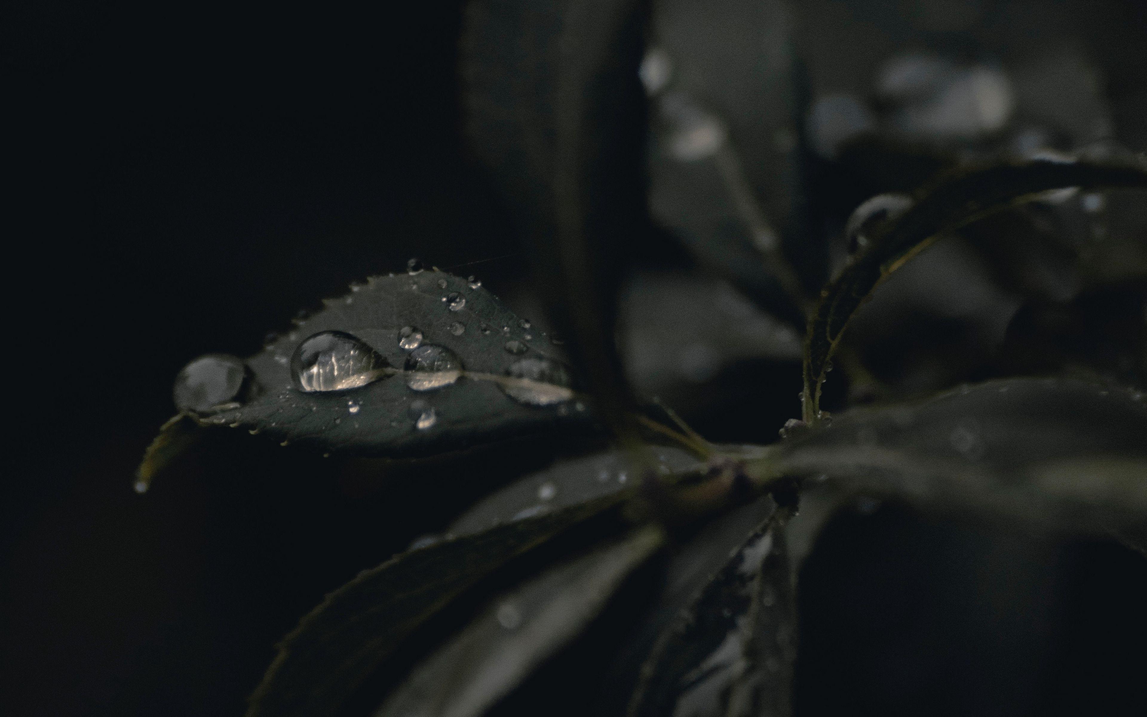 Ultra HD Macro Wallpapers Top Free Ultra HD Macro Backgrounds