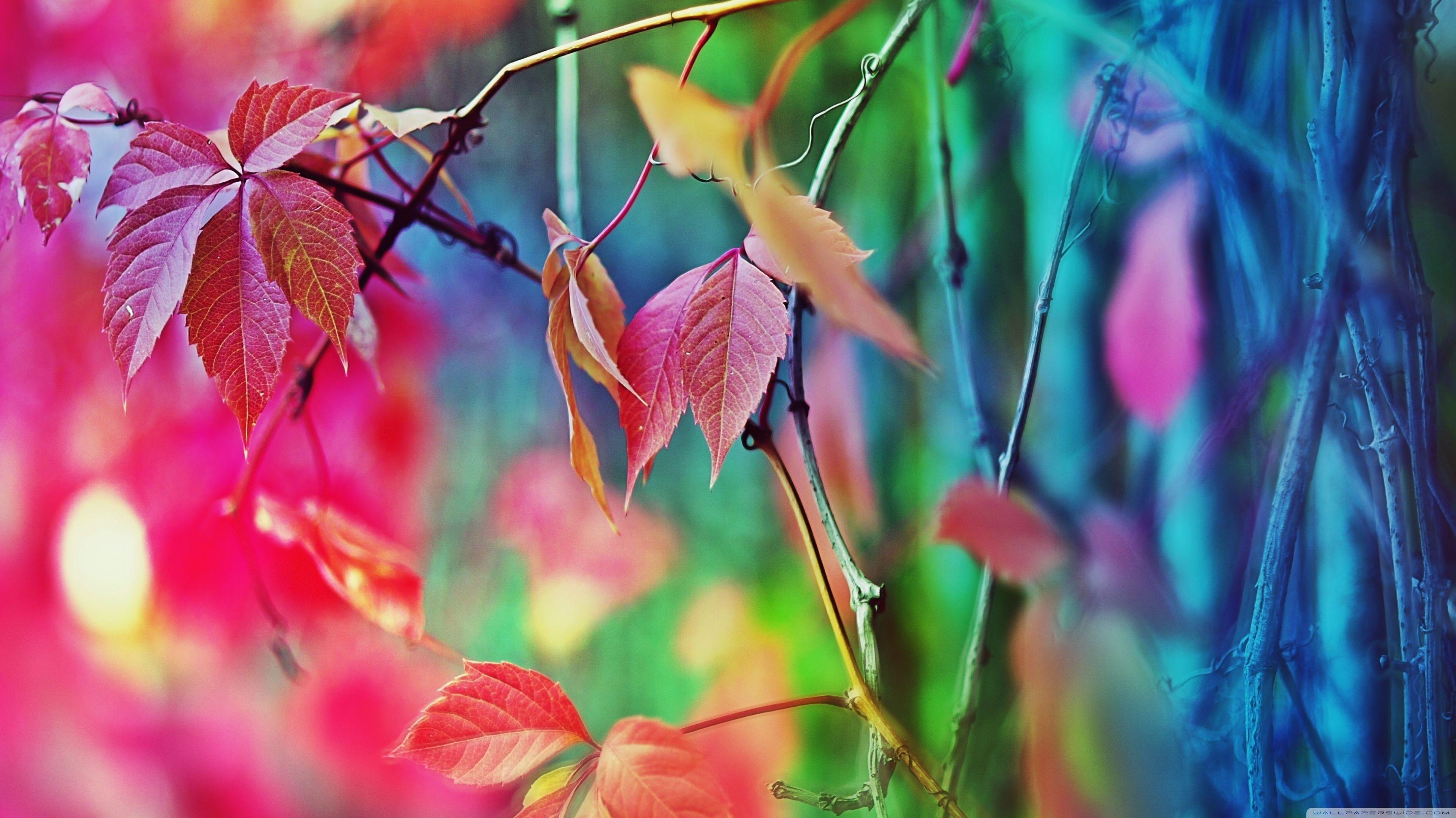 3840x2160 Colorful Leaves ❤ 4K HD Desktop Wallpaper for 4K Ultra HD