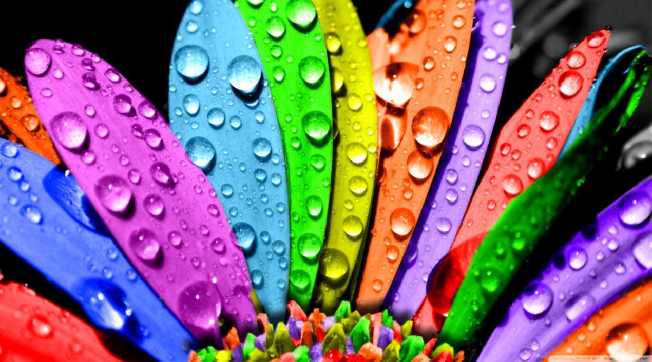 1270x706 Beautiful Flowers Colorful Wallpaper Desktop HD. Wallpaper