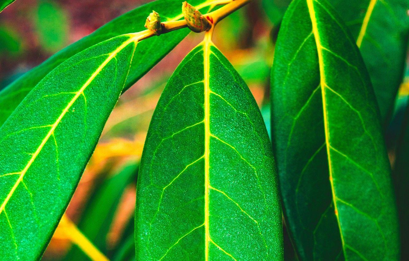 1332x850 Wallpaper green, nature, leaves, macro, blur, closeup, surface