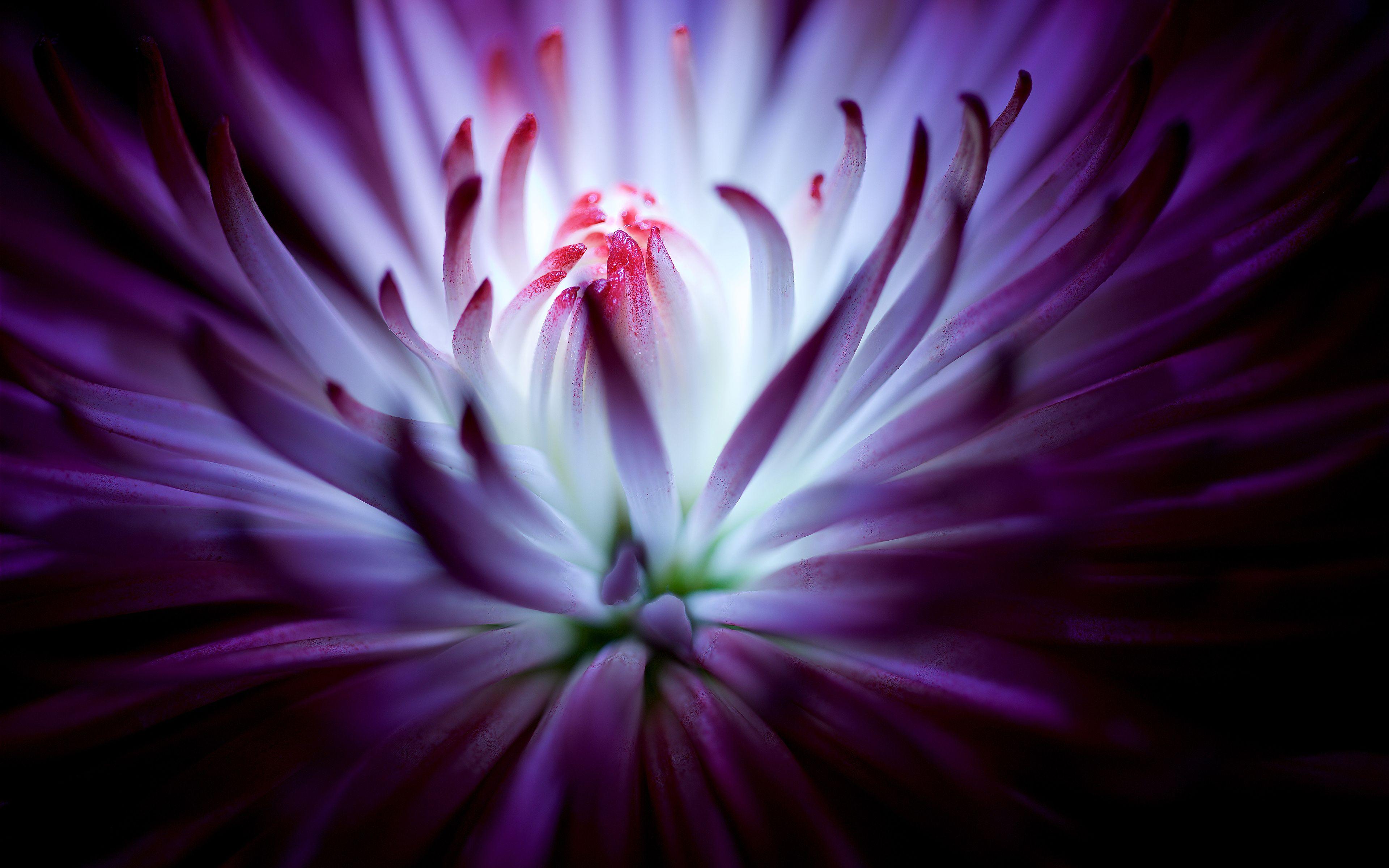 3840x2400 Macro HD Wallpaper and Background Image