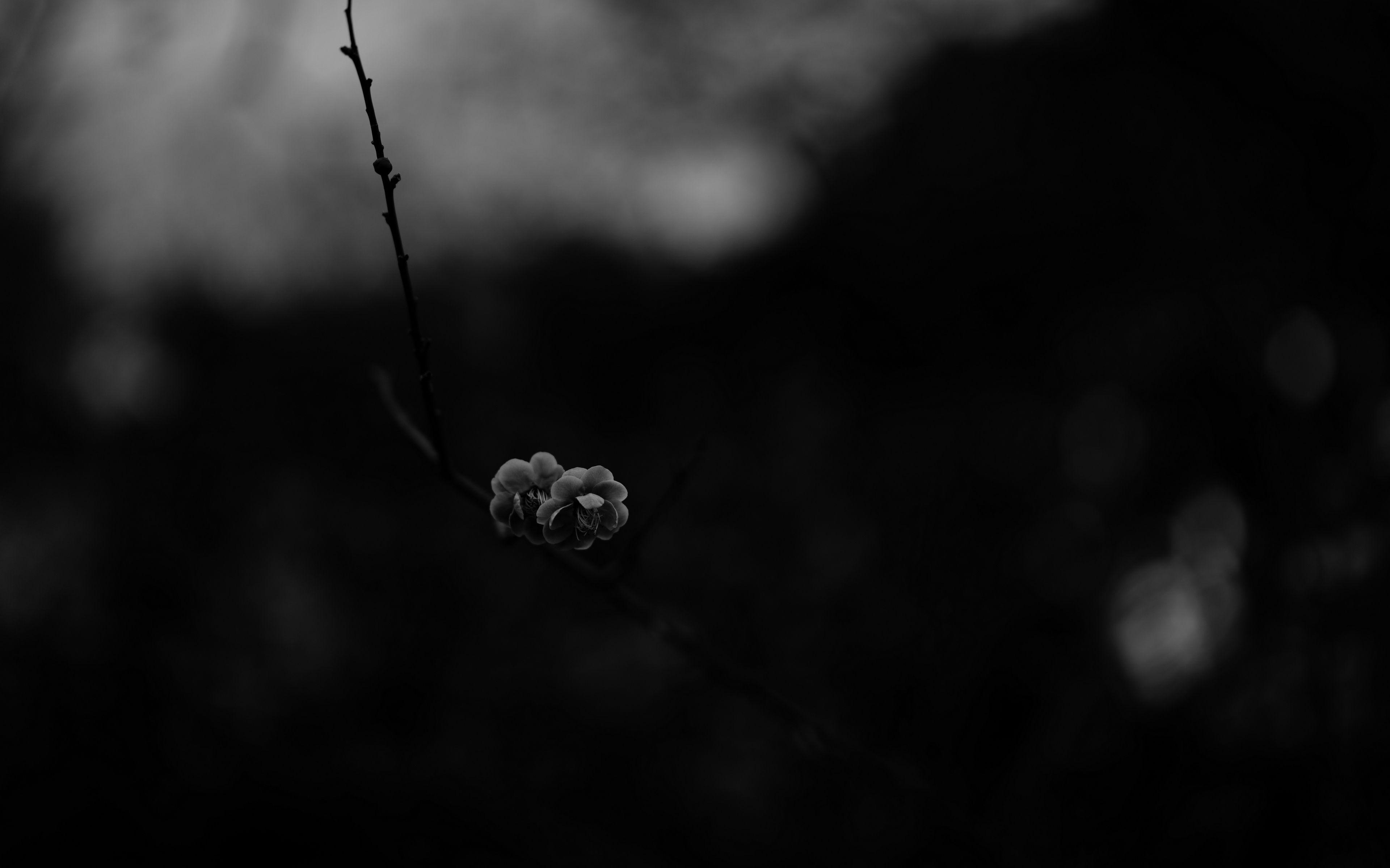 3840x2400 Download wallpaper 3840x2400 flower, macro, bw, branch