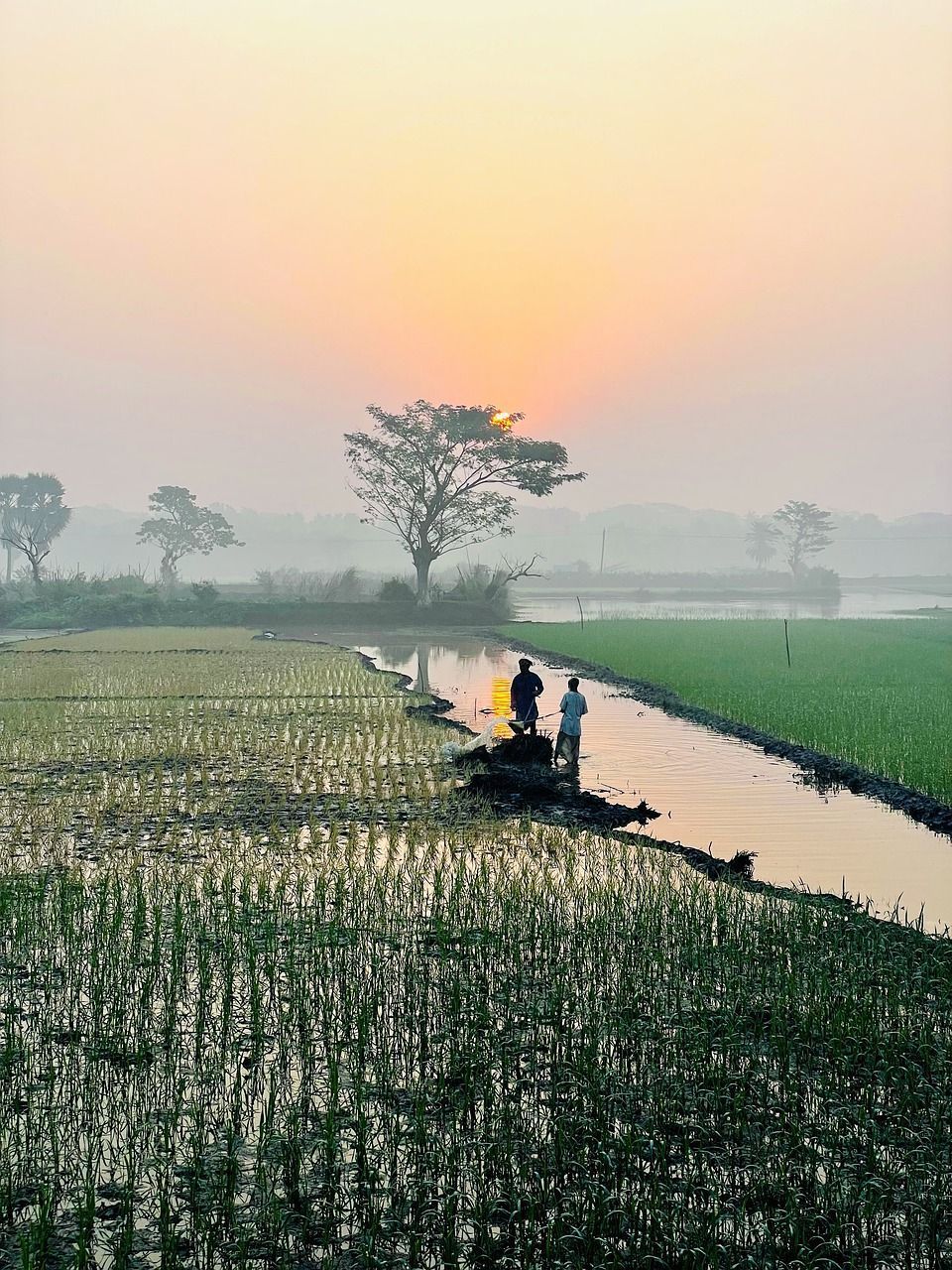 960x1280 Bangladesh Nature Village photo