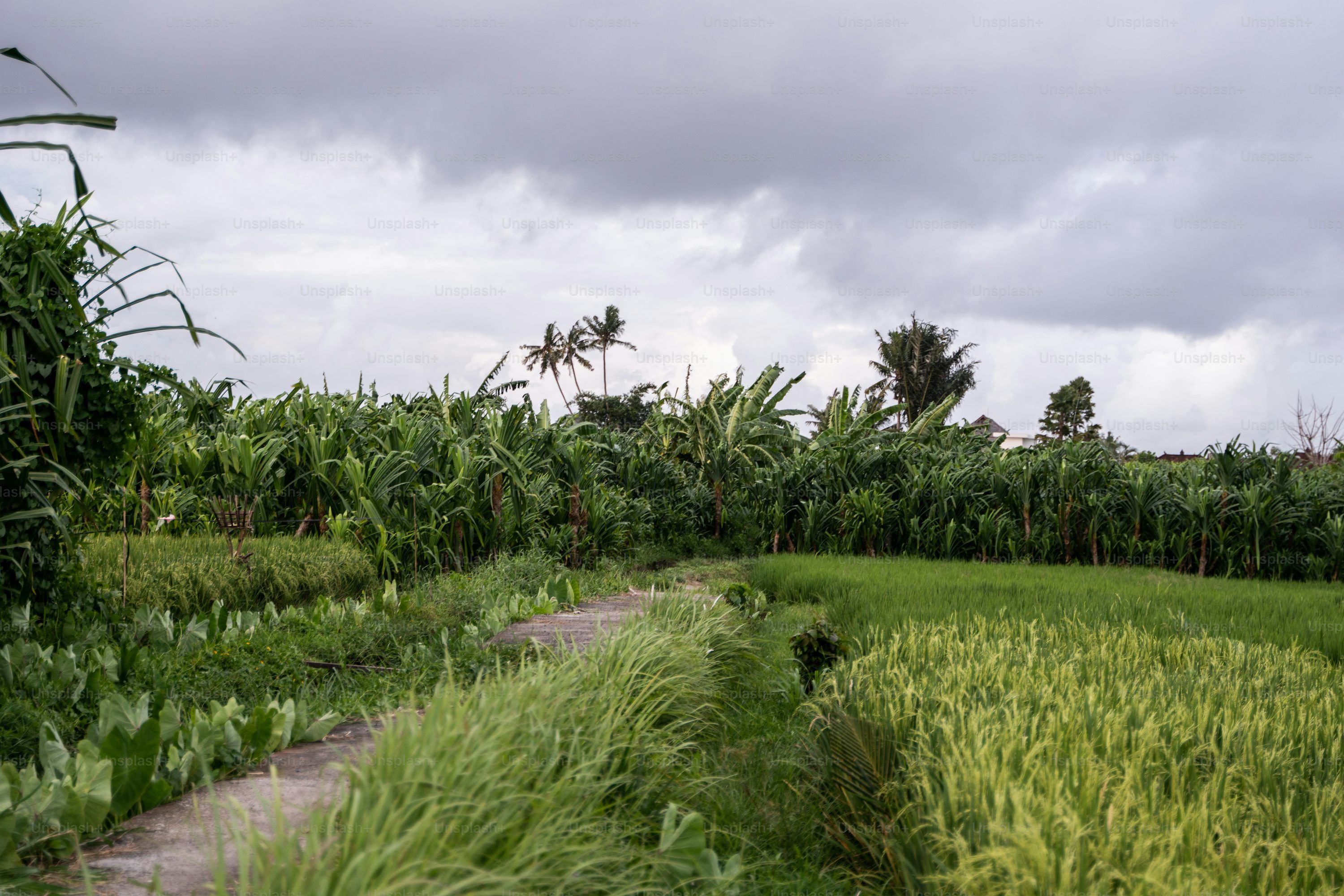 3000x2000 Village In Bangladesh Picture