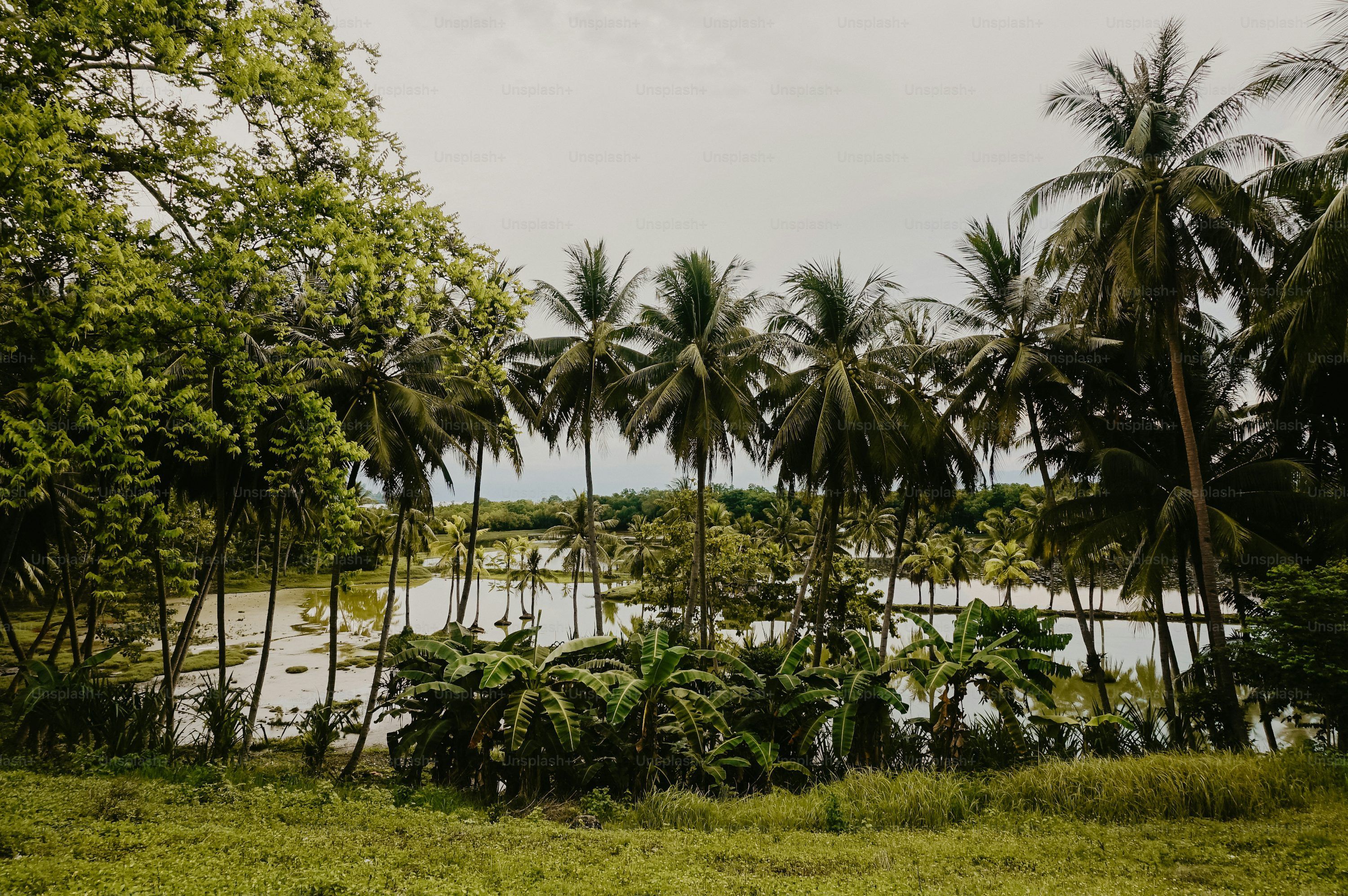 3000x1995 Village In Bangladesh Picture