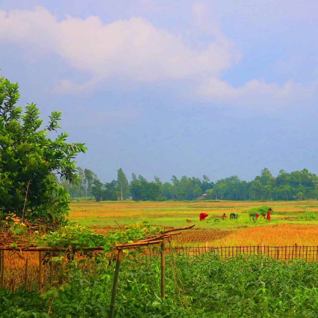 1100x1100 Ghar Tree village people & roads stock