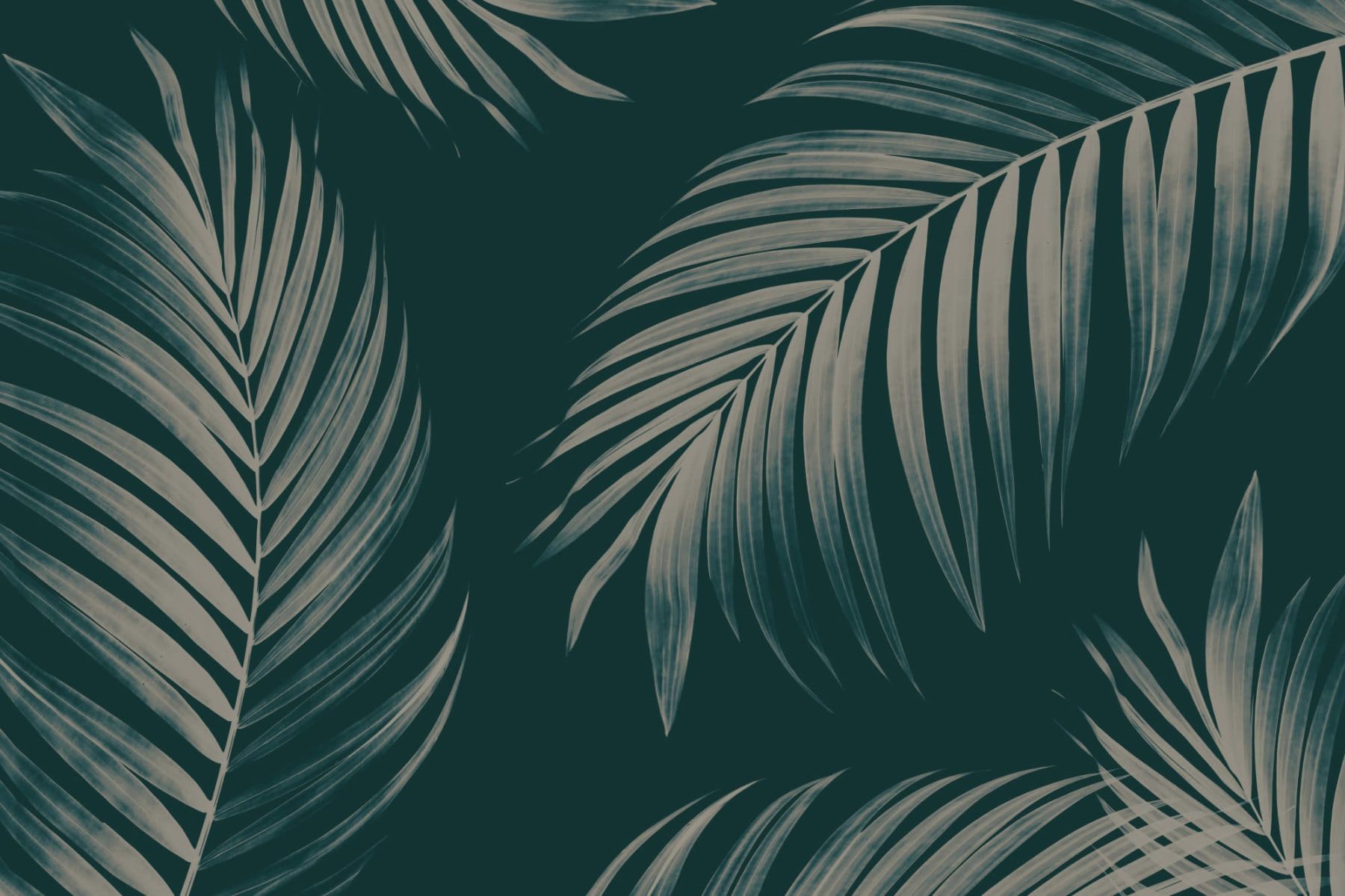 1800x1200 Dark Palm Leaf Wallpaper Mural