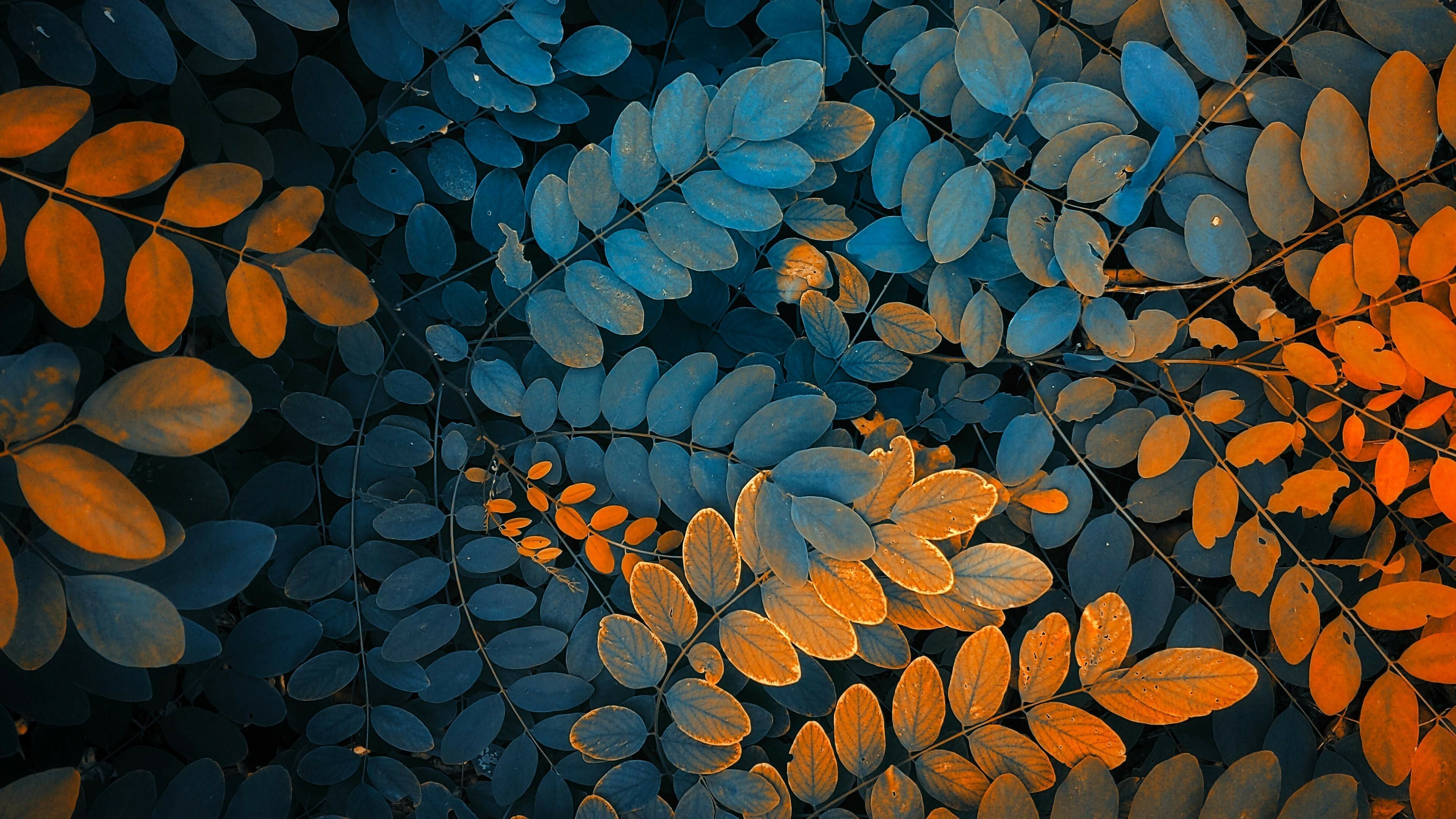 3840x2160 Leaf Wallpaper