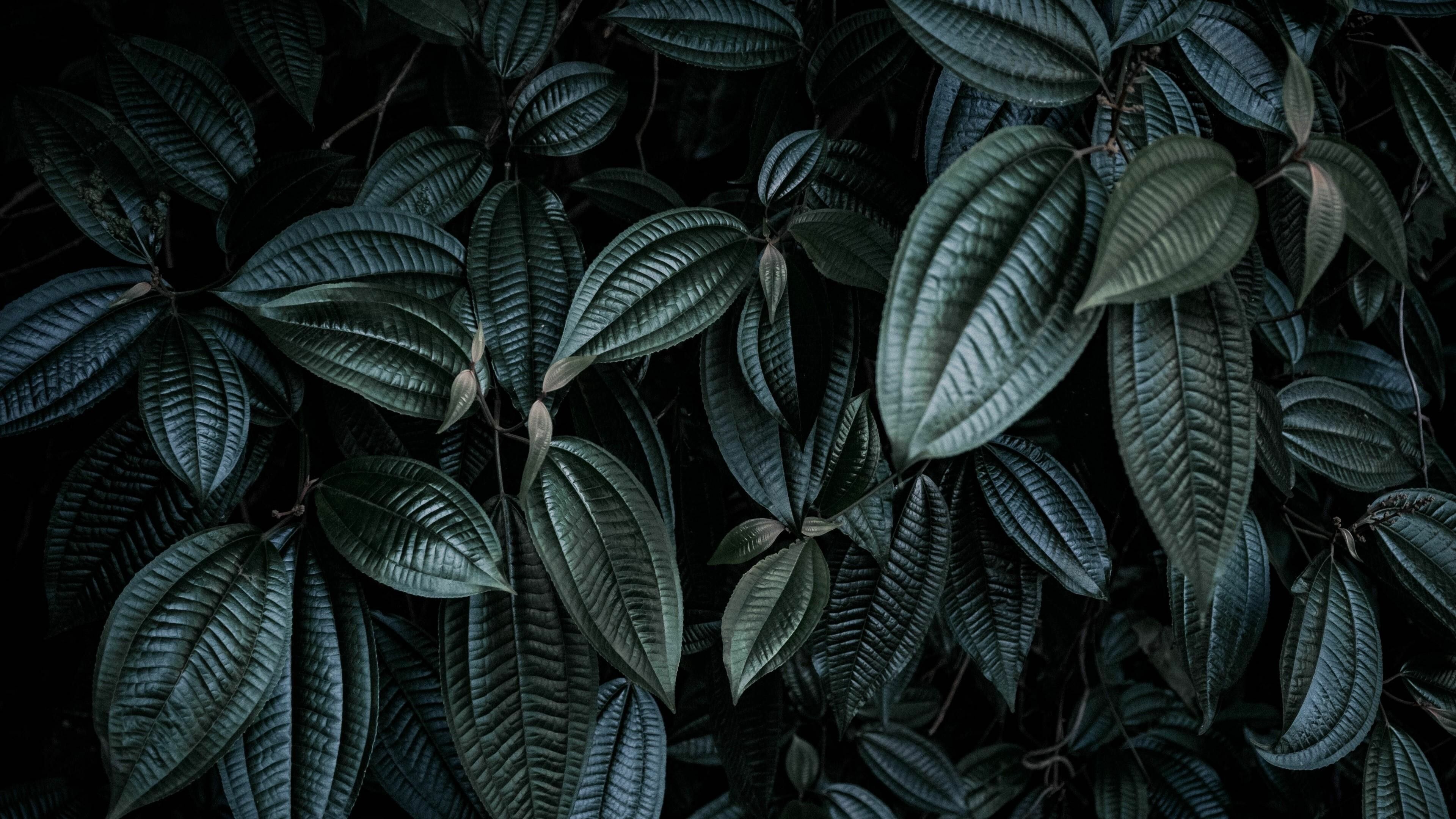3840x2160 Leaf Wallpaper