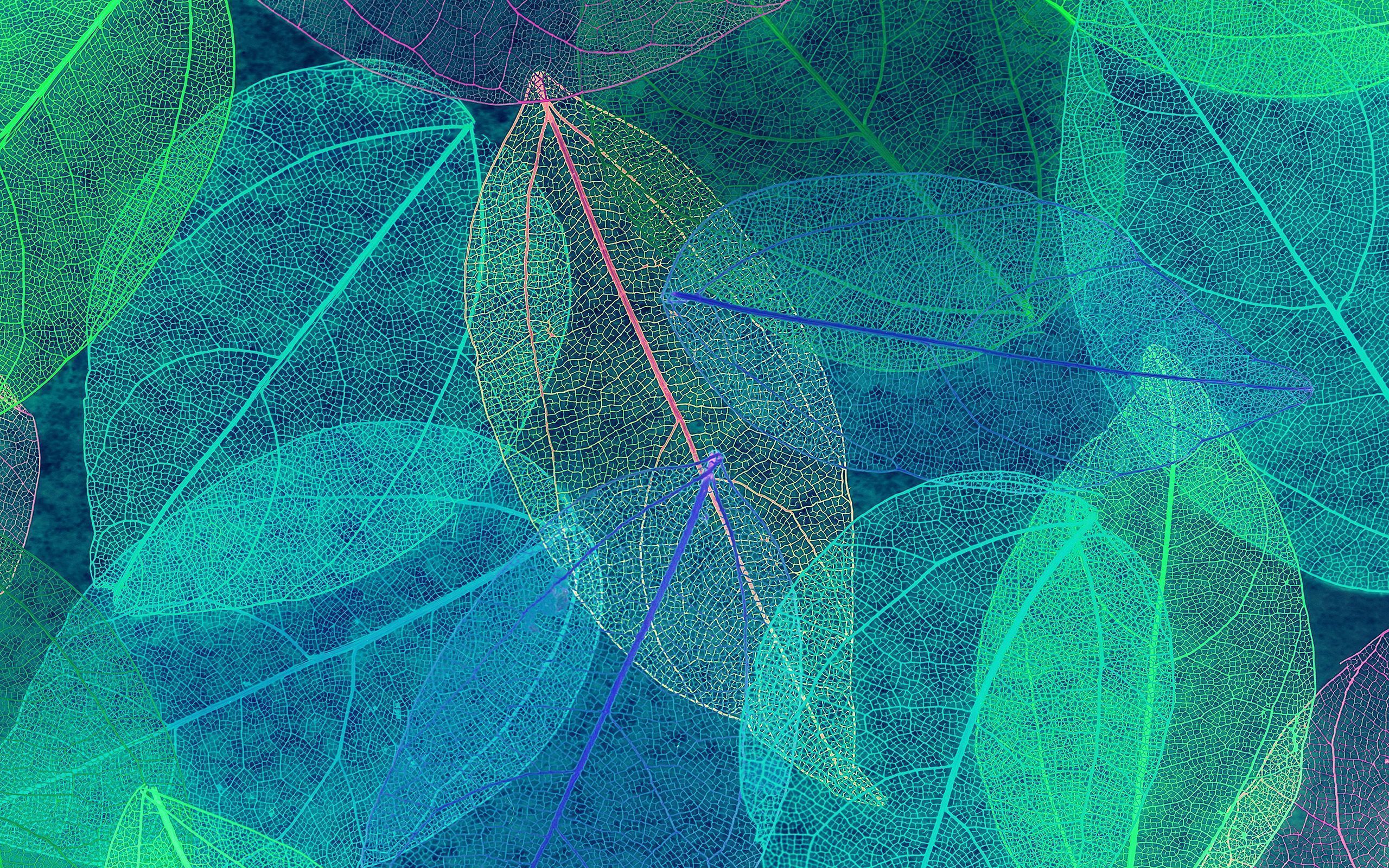 2560x1600 Blue Leaf Art Fall Nature Pattern Wallpaper