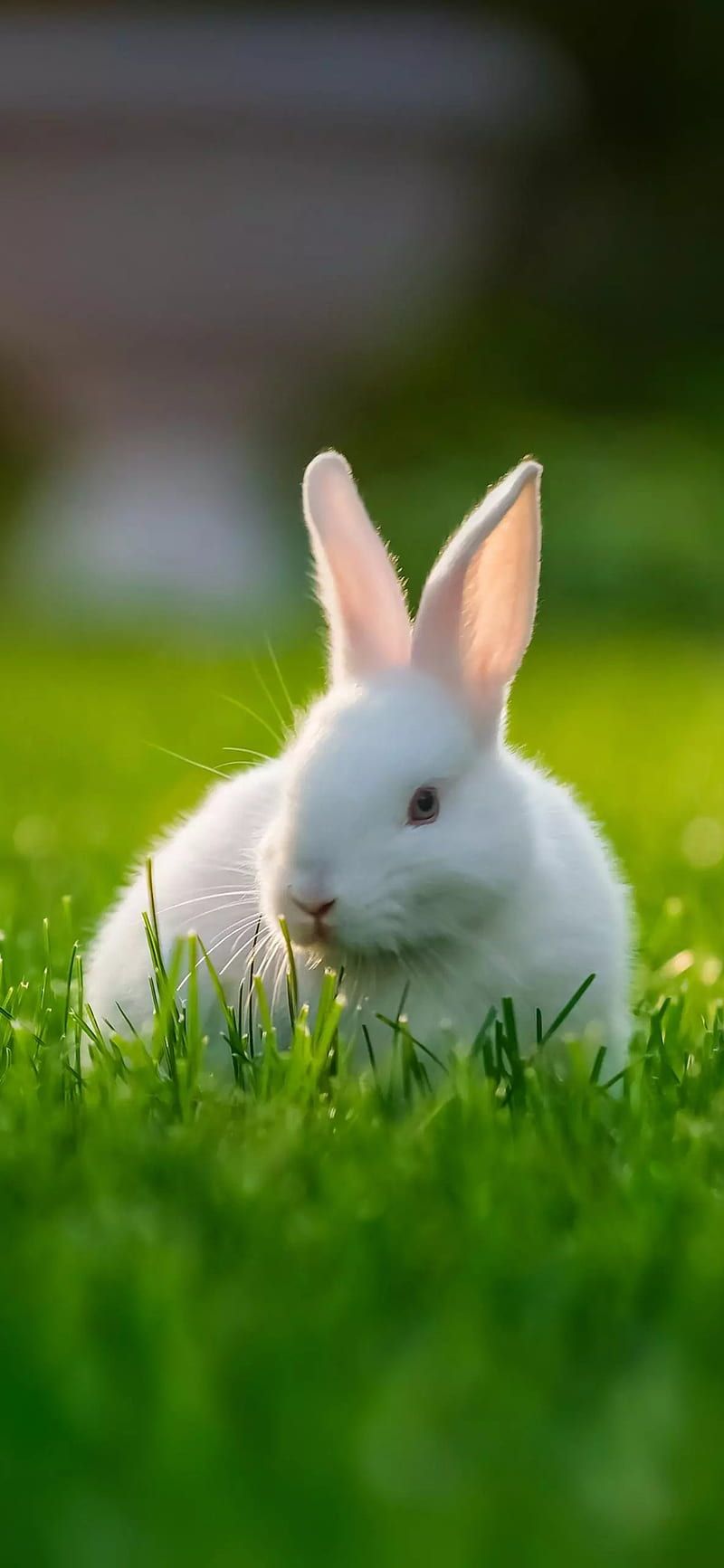 800x1733 Rabbit, bunny, HD phone wallpaper