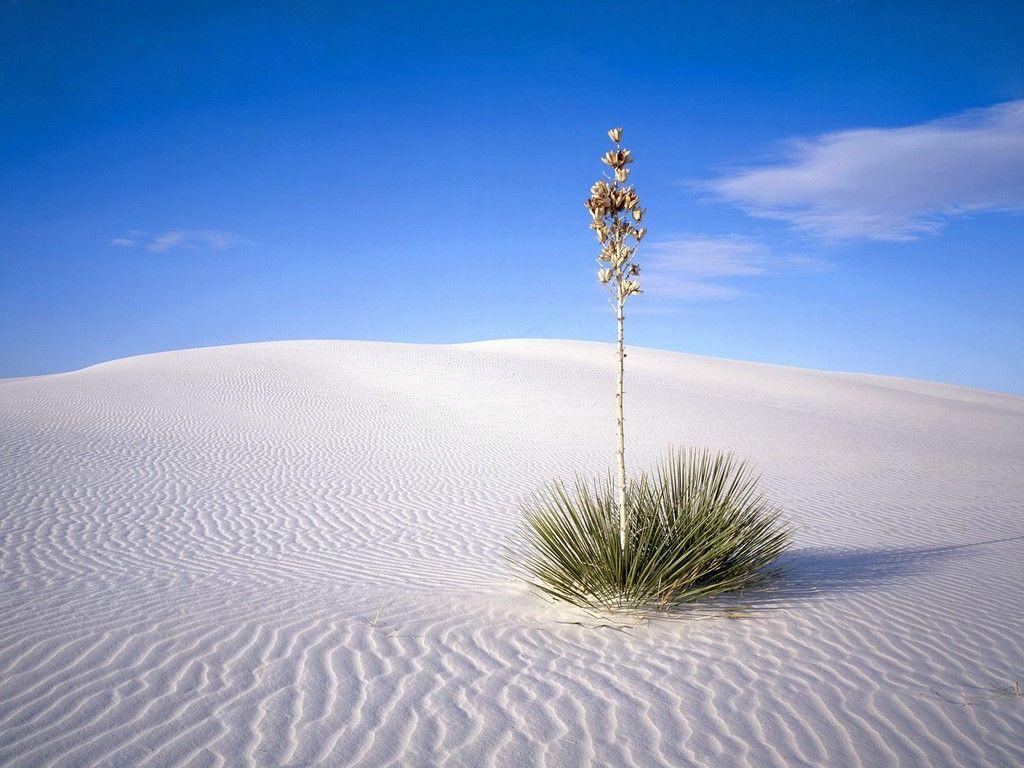 1024x768 White Sands National Monument Wallpaper