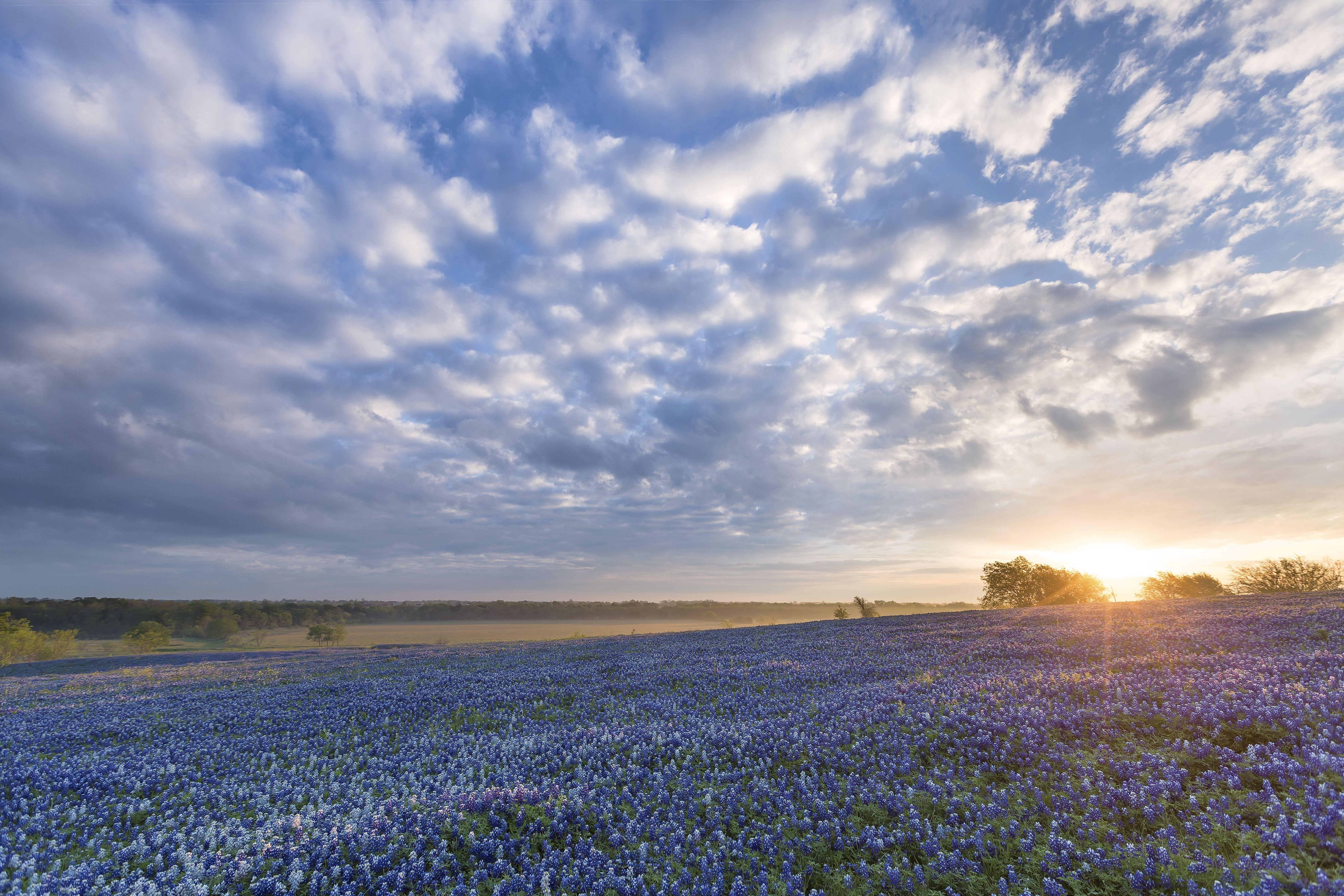 Bluebonnet Wallpapers - Top Free Bluebonnet Backgrounds - WallpaperAccess