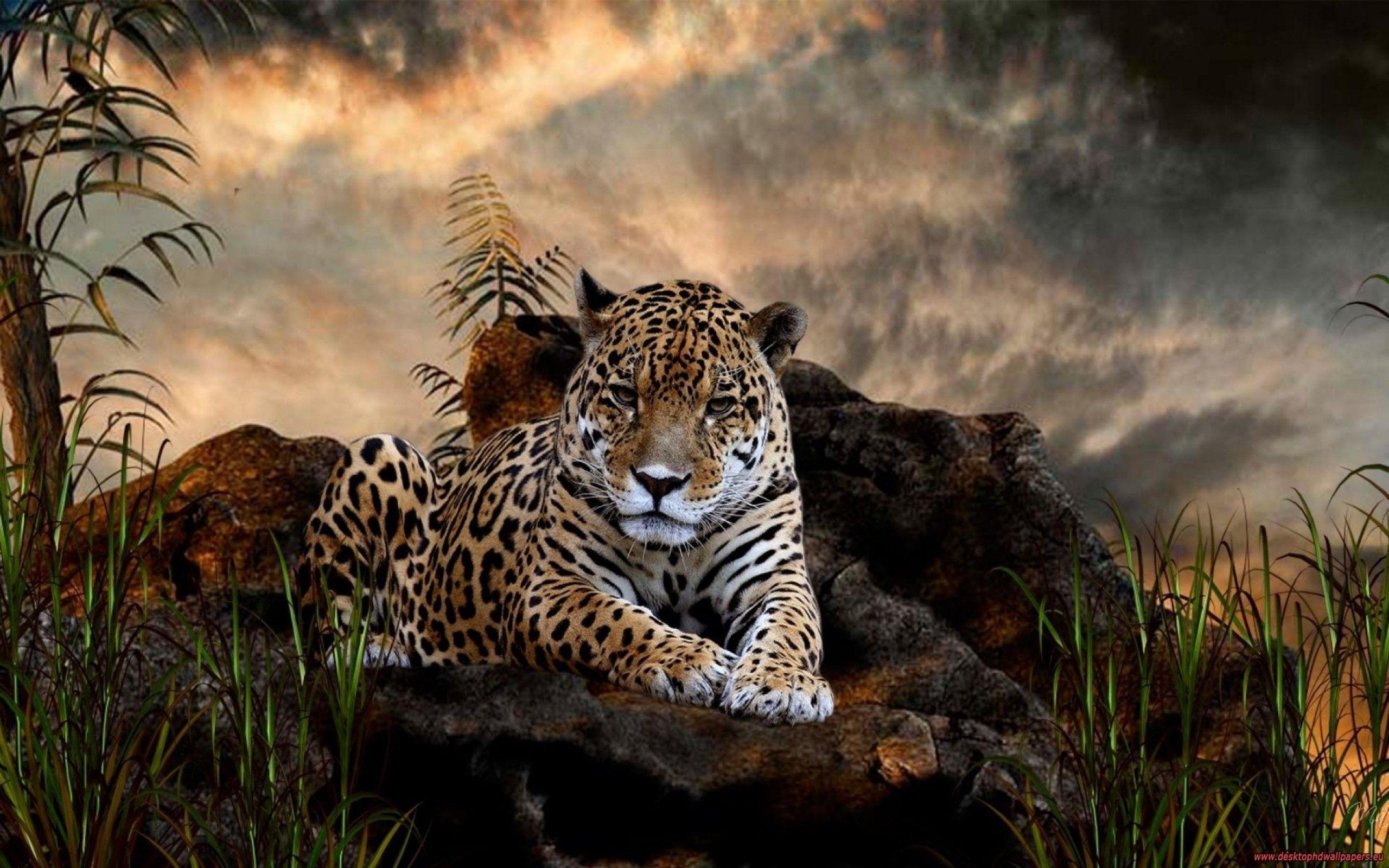 Amazing Animal Wallpapers