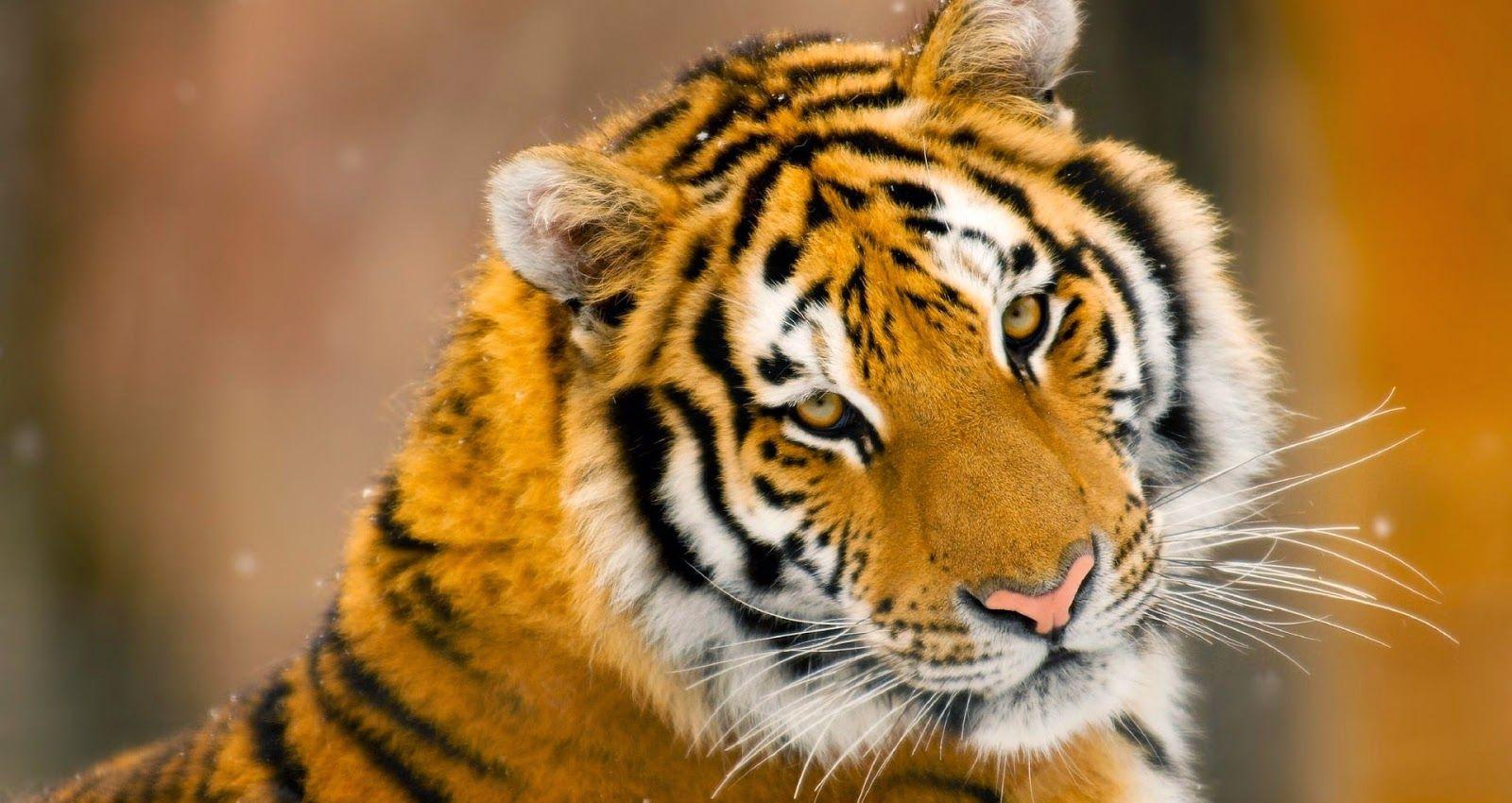 Exotic Animal Wallpapers Top Free Exotic Animal Backgrounds