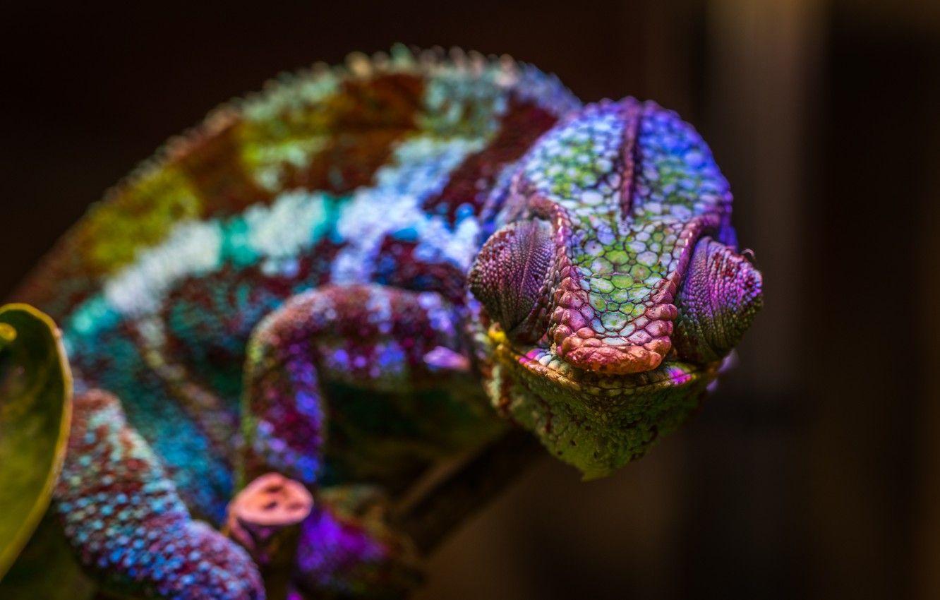 1332x850 Wallpaper Color, Lizard, Chameleon, Head, Reptile, Head, Reptile, Animals, Exotic, Animal, Lizard, Chameleon, Close Up, Egor Kamelev, By Egor Kamelev Image For Desktop, Section животные