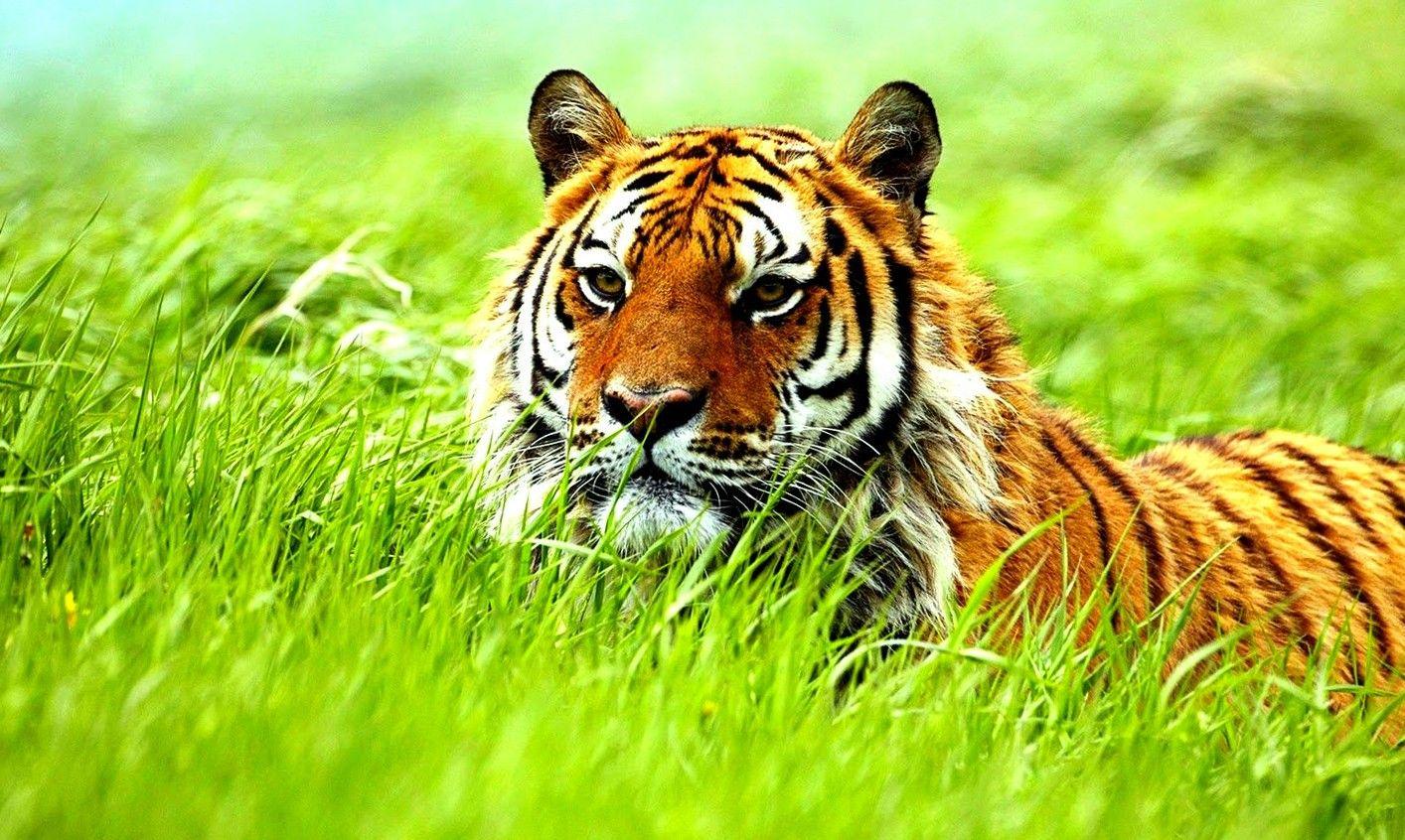 Exotic Animal Wallpapers - Top Free Exotic Animal Backgrounds