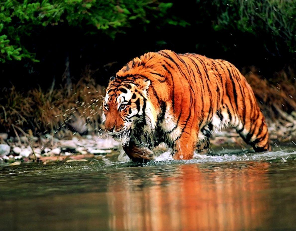 Exotic Animal Wallpapers Top Free Exotic Animal Backgrounds