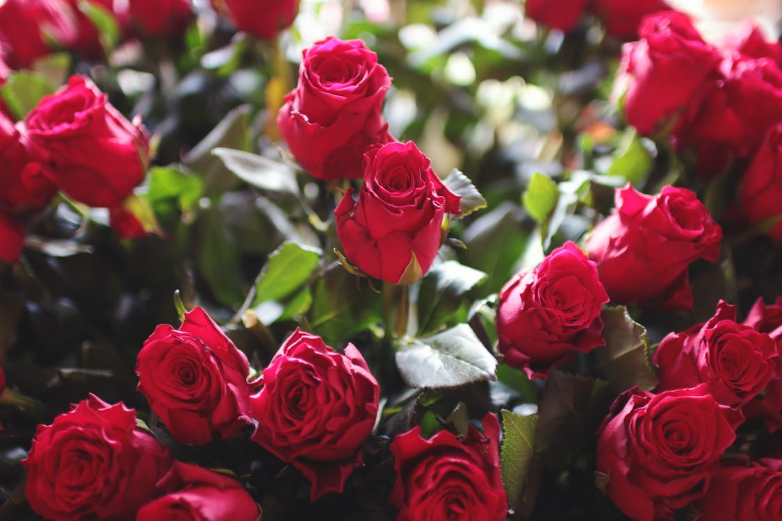 1125x750 Fill the Frame Photography of Red Roses