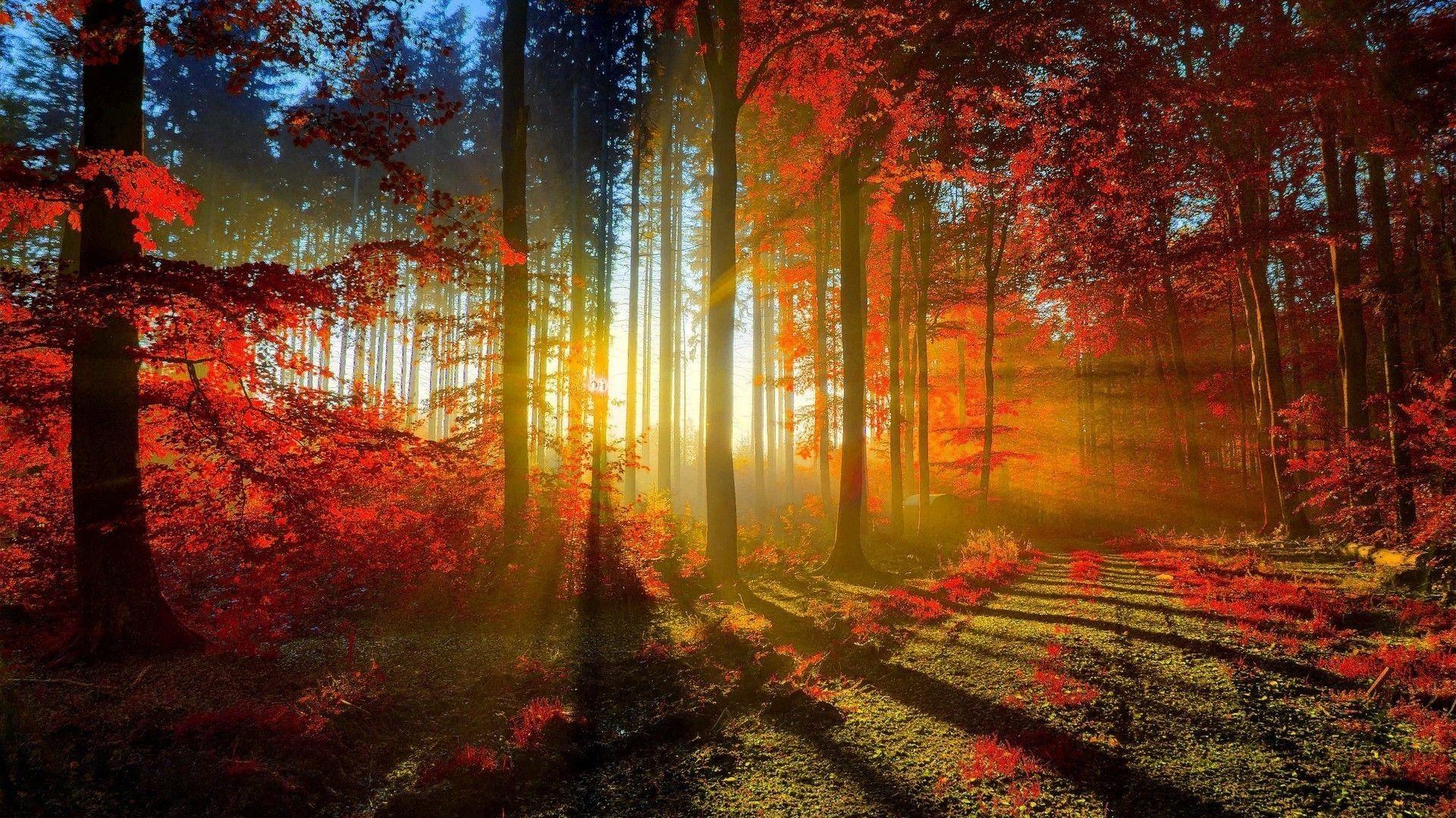 1920x1080 Nature Beauty Wallpaper