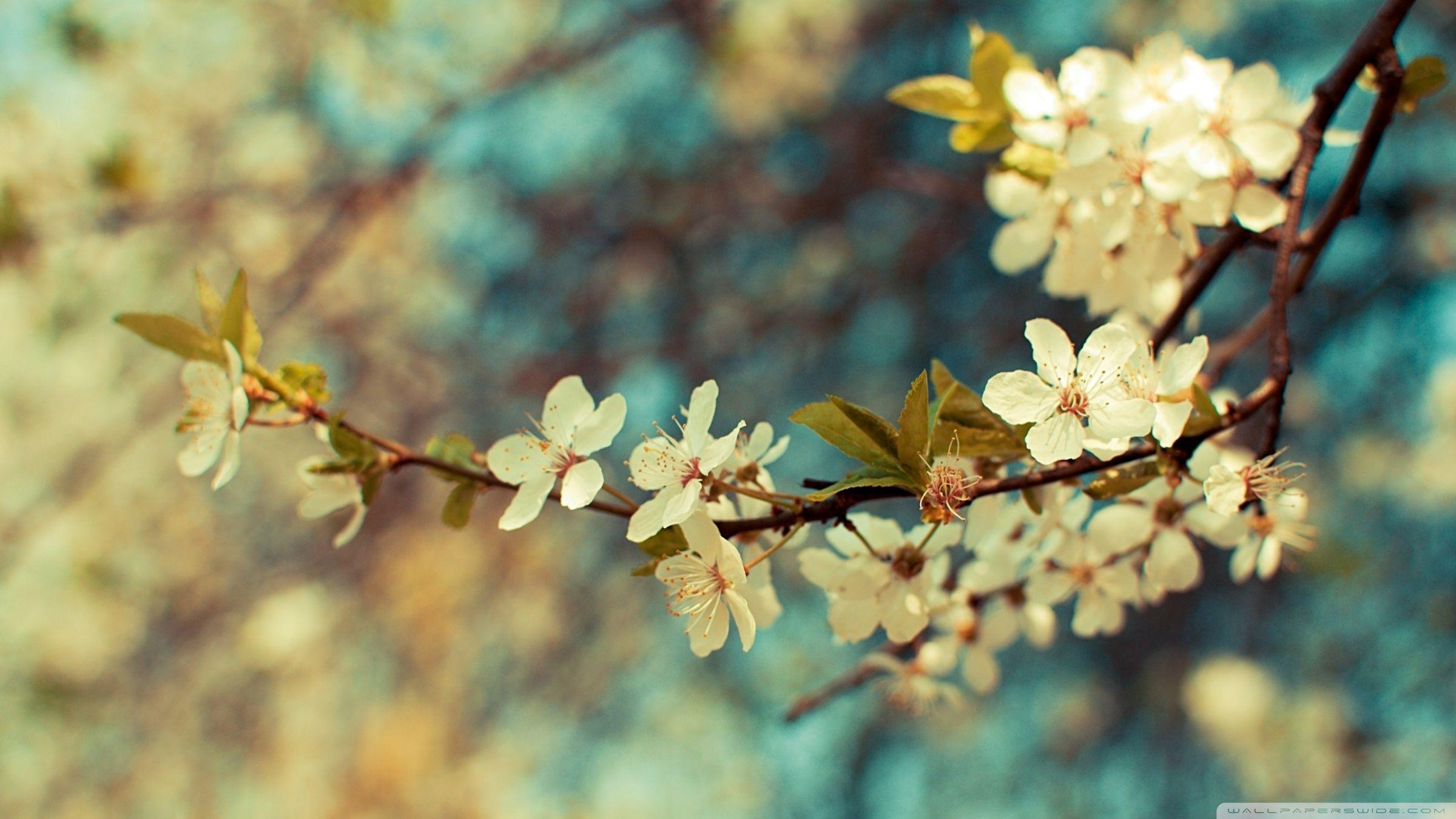 2400x1350 Beautiful Spring Day ❤ 4K HD Desktop Wallpaper for 4K Ultra