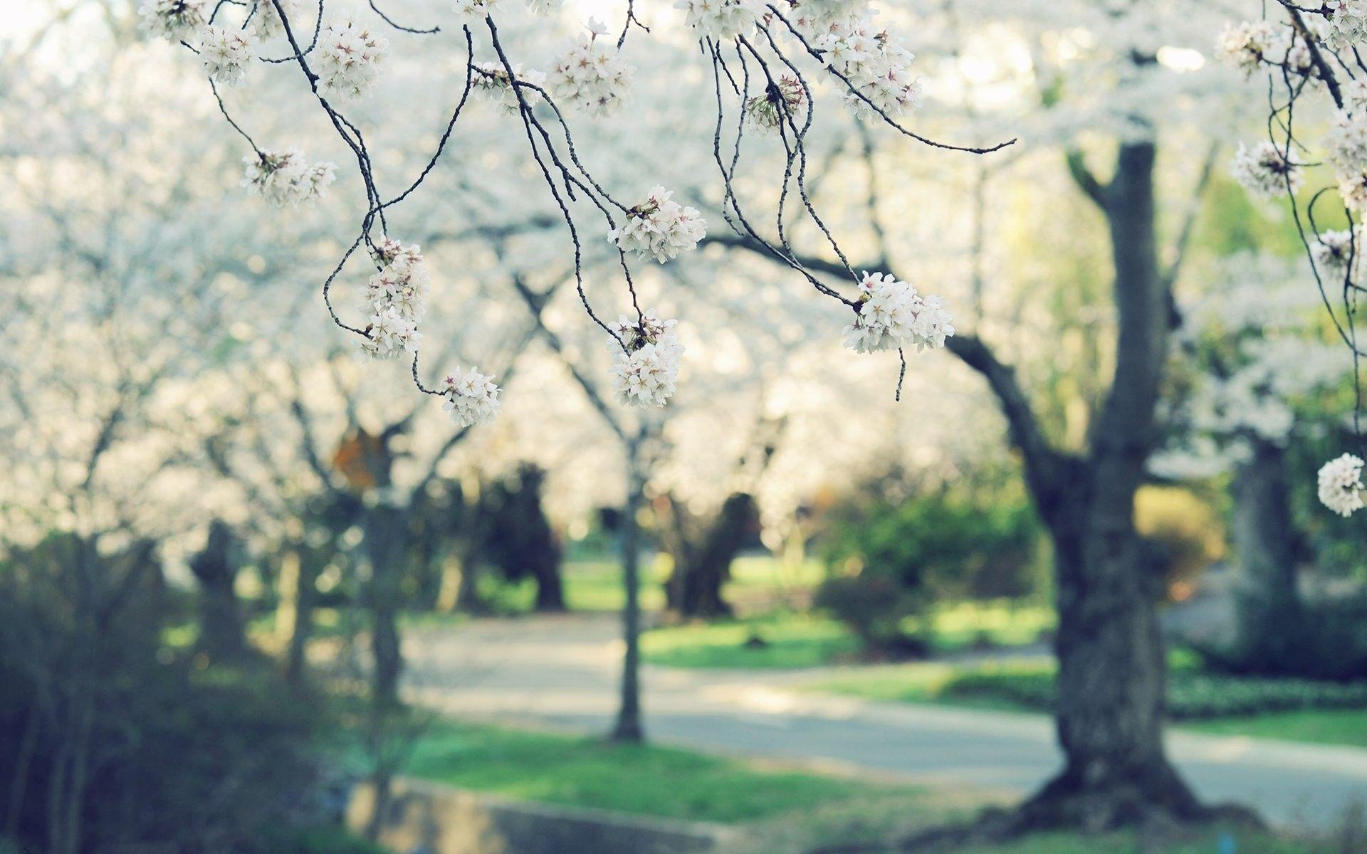 1920x1200 Mobile Phone, Natural, Desktop Wallpaper, Park, Beauty, HD
