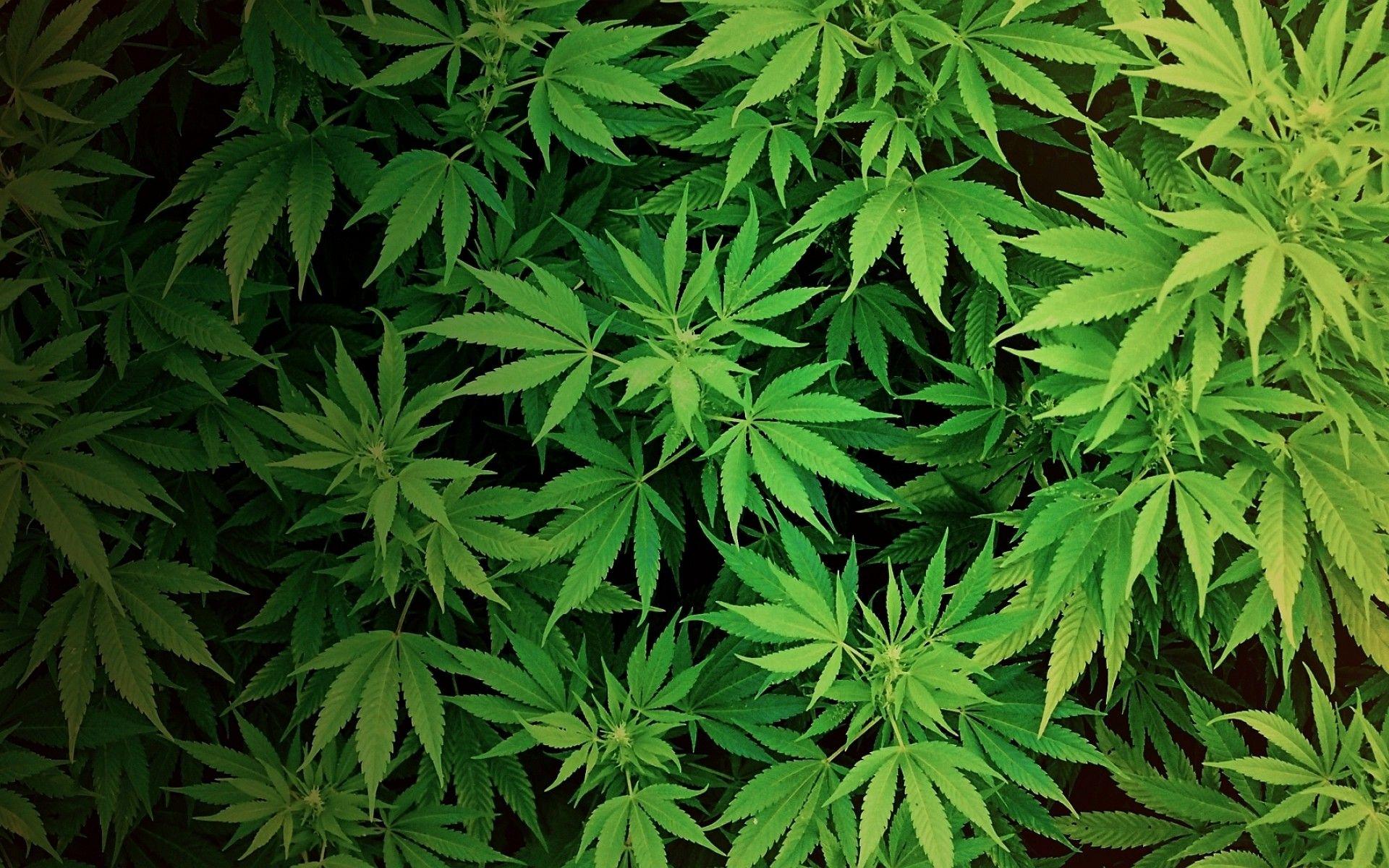 weed backgrounds for desktop