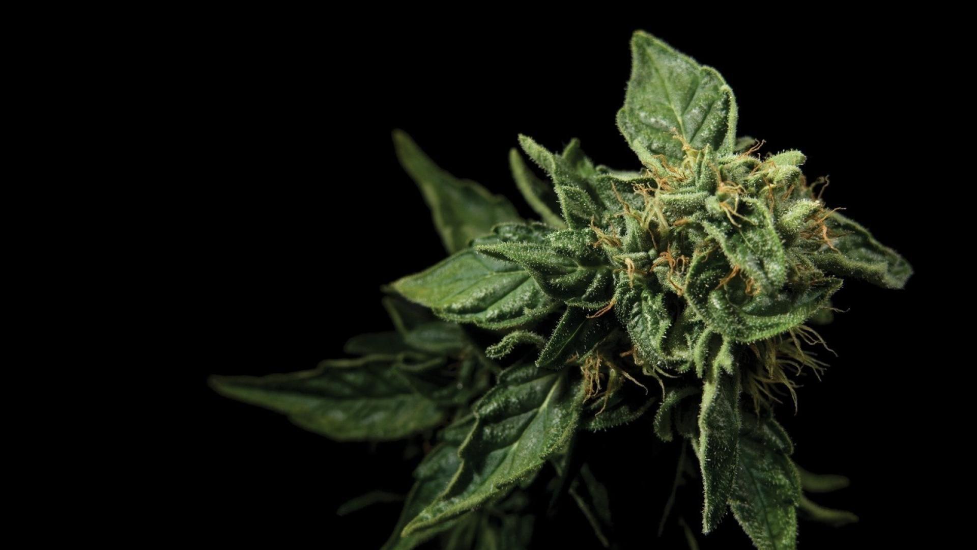 1920x1080 Marijuana wallpaper