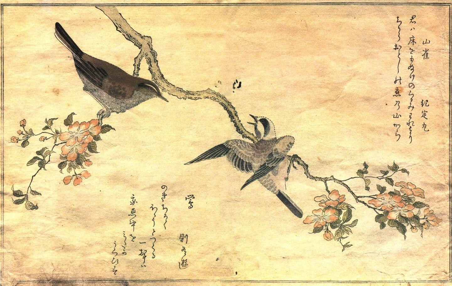 1440x911 birds japanese artwork warblers great tit kitagawa utamaro