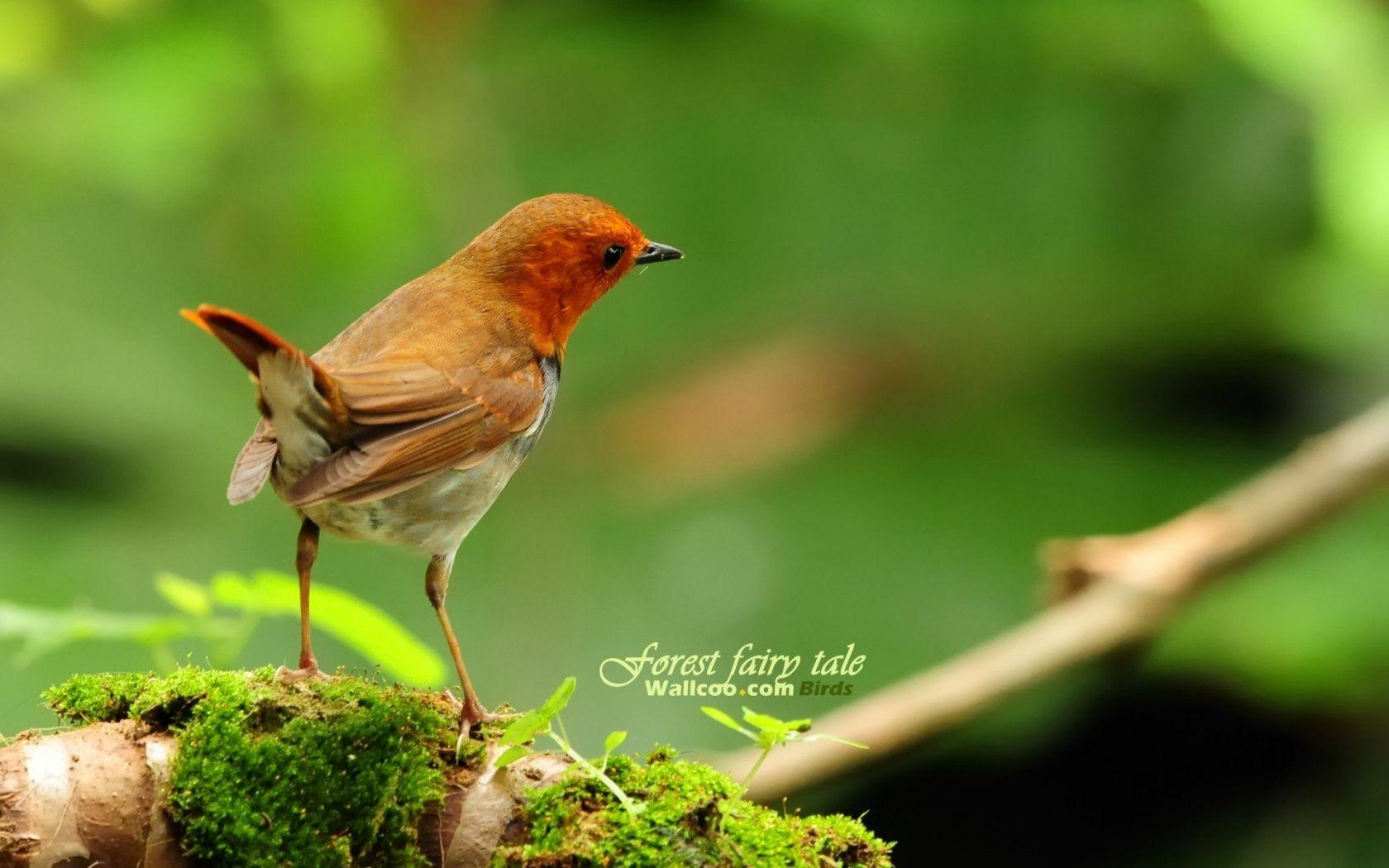 1680x1050 Japanese Birds, robin, male, gorgeous desktop PC