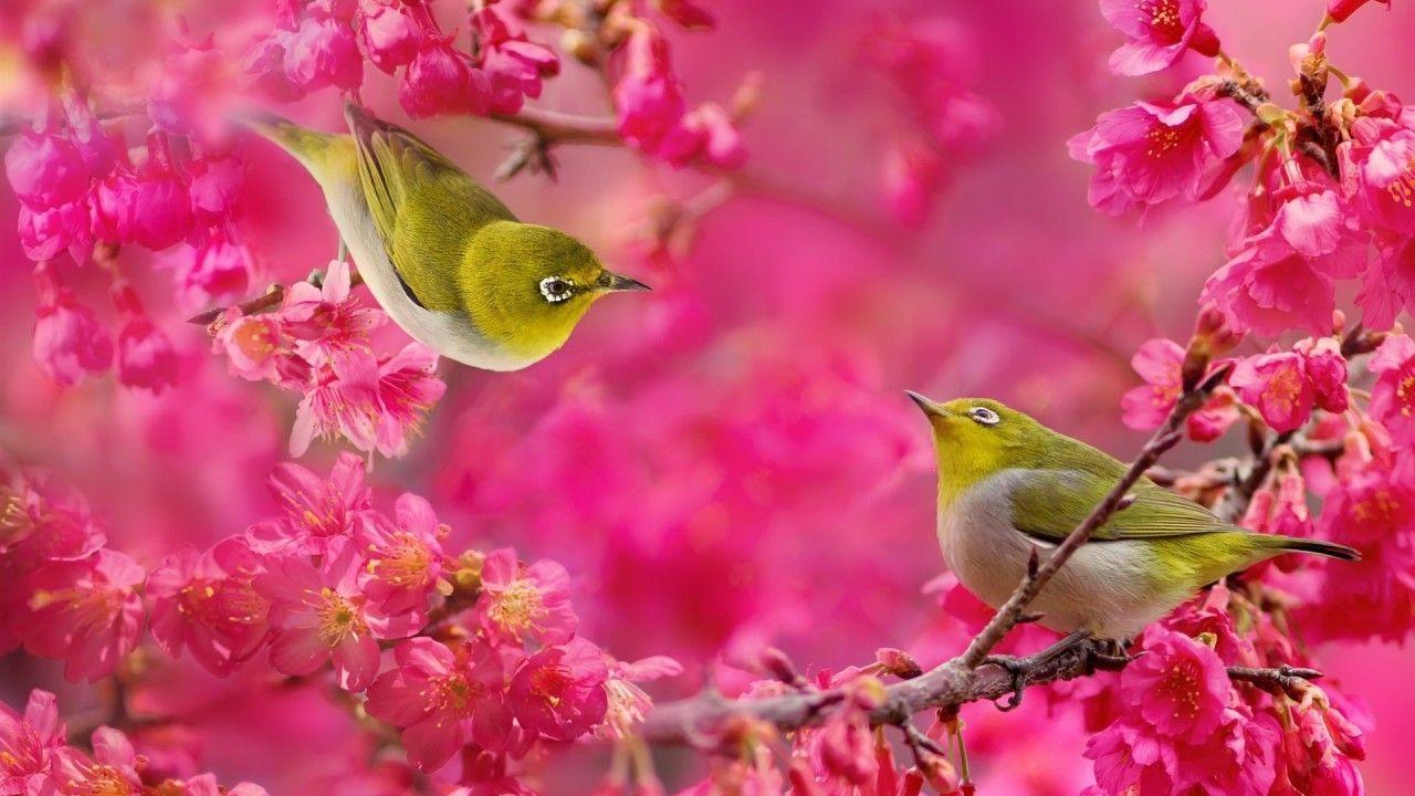 1280x720 chim và hoa.  Hình nền chim.  Live HD Hình nền HQ Hình ảnh, Hình ảnh, Hình ảnh.  Burung cantik, Bunga vintage, Burung
