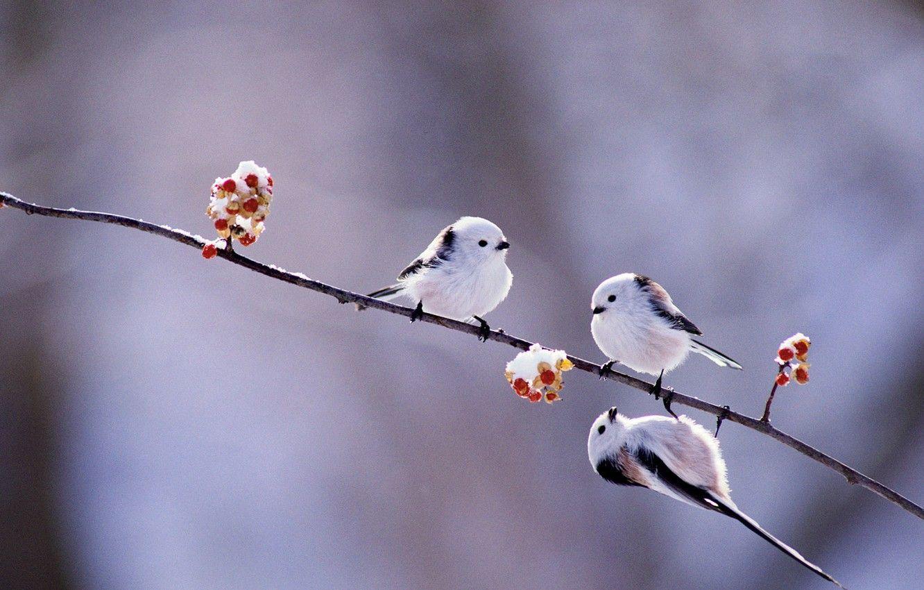 Japanese Bird Wallpapers - Top Free Japanese Bird Backgrounds