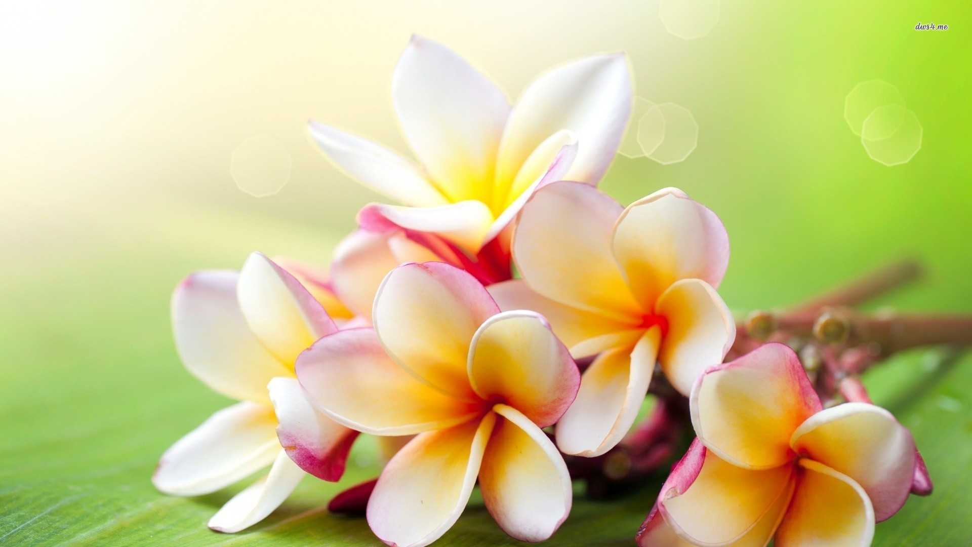 1920x1080 Hawaii Flower Wallpaper Photo Morning Image Massage