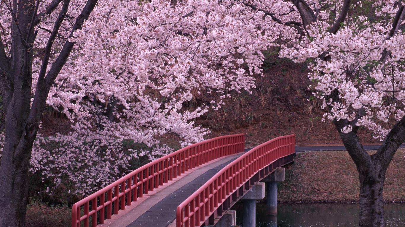 1366x768 Sakura Japan wallpaperx768