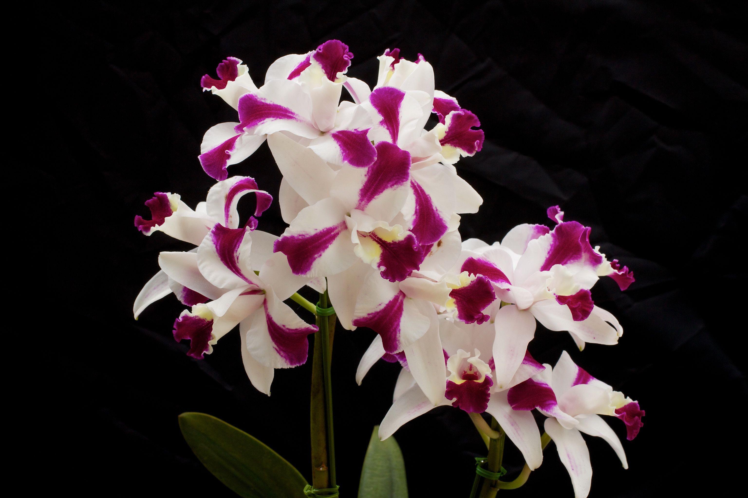 3072x2048 Flowers Orchid Wallpaper Photo Download For Your Desktop