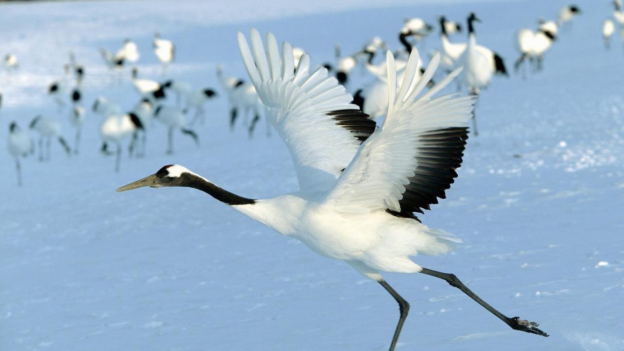 Japanese Bird Wallpapers - Top Free Japanese Bird Backgrounds