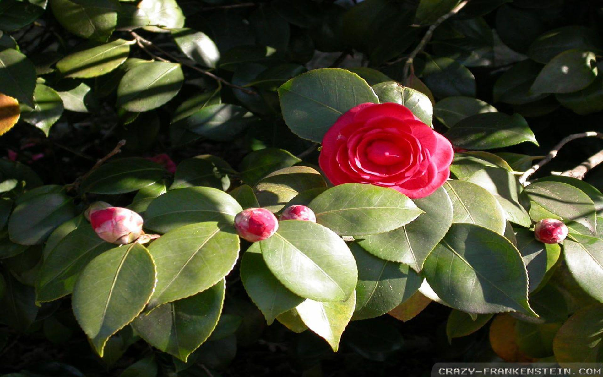 1920x1200 Japan flowers wallpaper