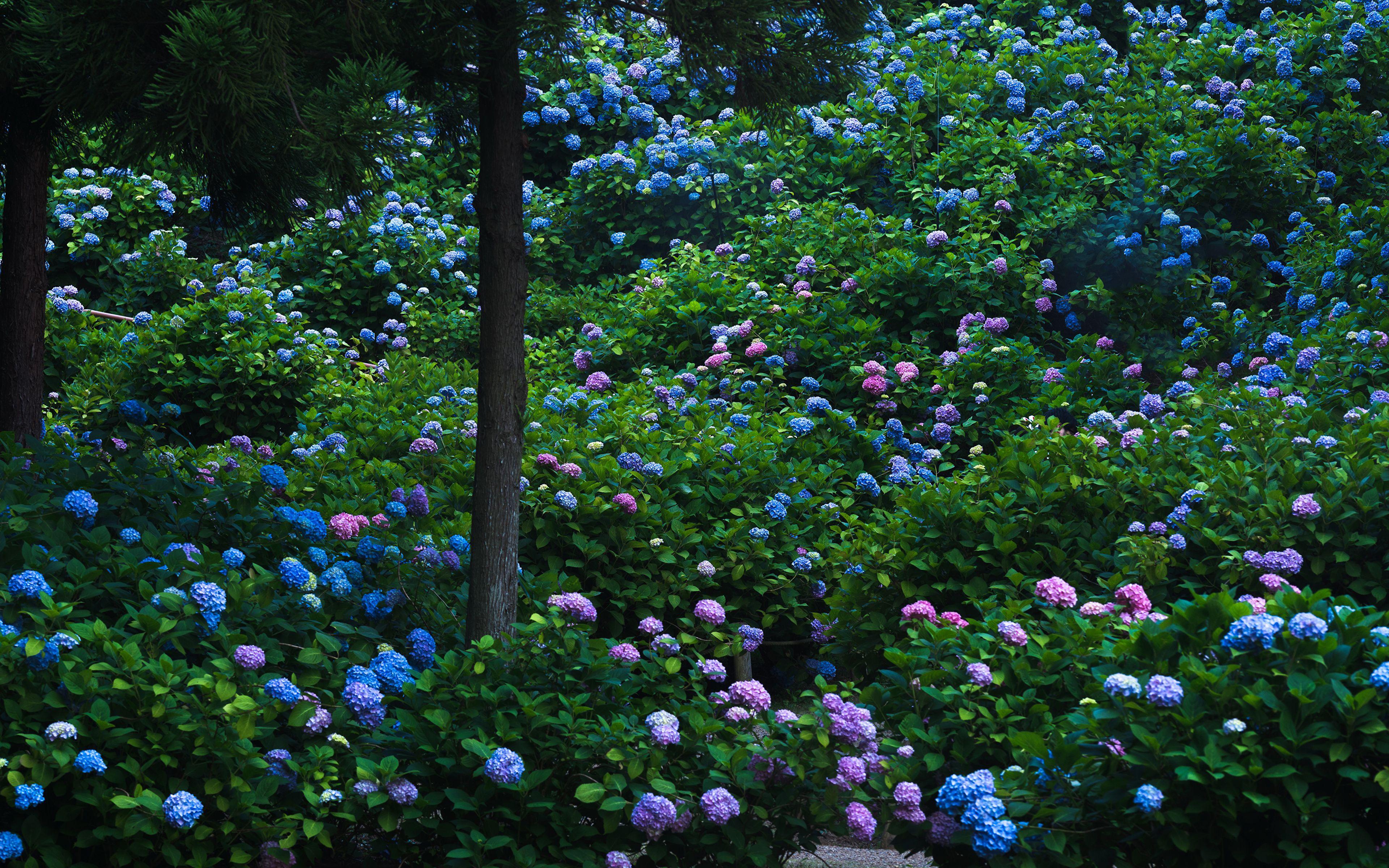 3840x2400 Desktop Wallpaper Kyoto Japan Gardens Flowers Hydrangea